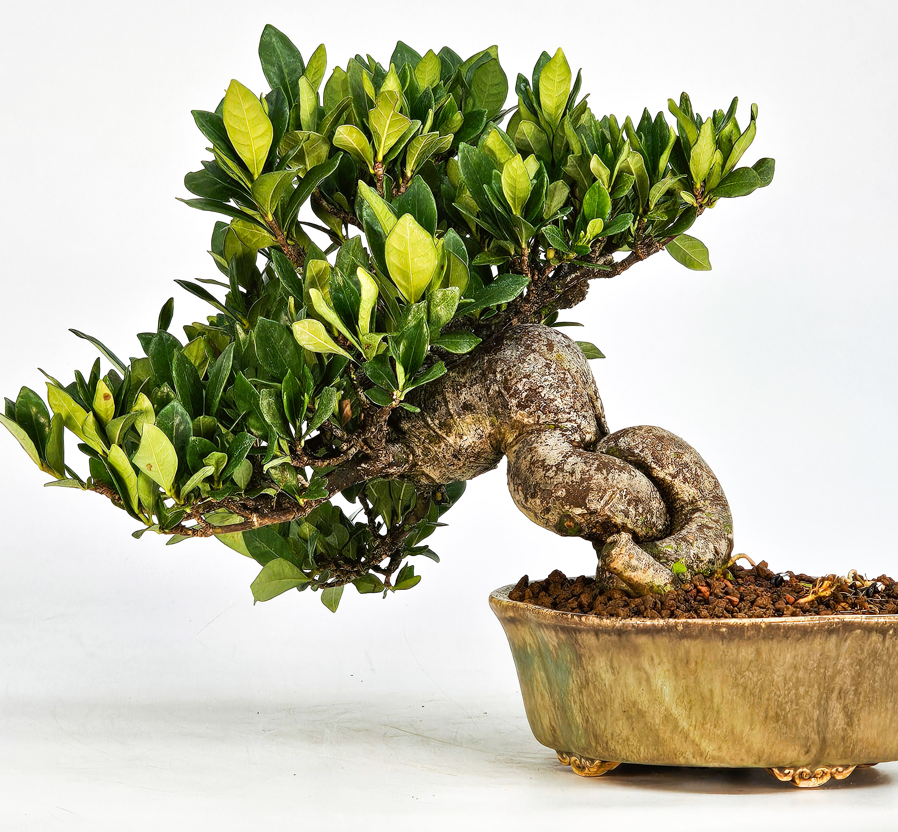 Bonsai Gardenia jasminoides Shohin 18cm    