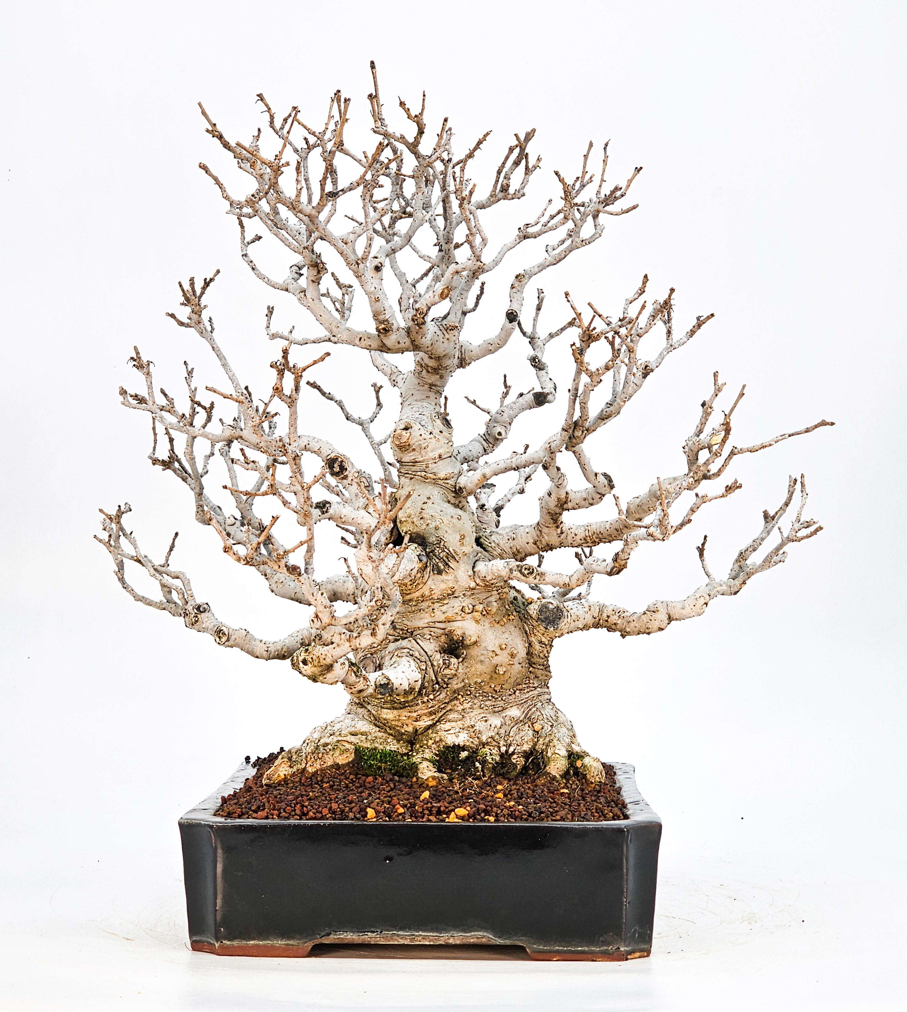 Bonsai Jap. Winterbeere - Ilex serrata 36cm Bonsai Jap. Winterbeere - Ilex serrata 36cm