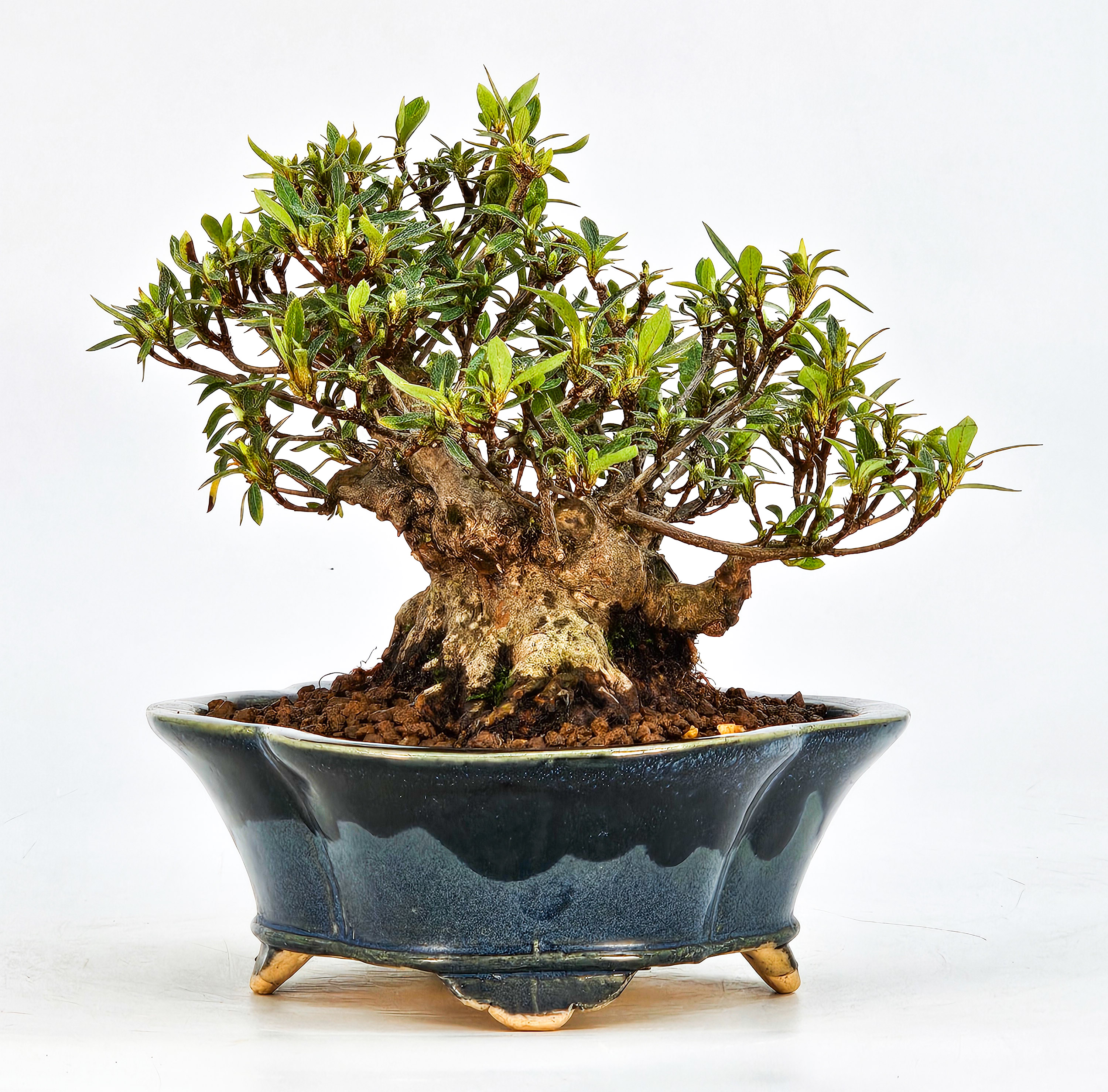 Bonsai Azalee Rhododendron indicum - Hakurin - Shohin 11cm