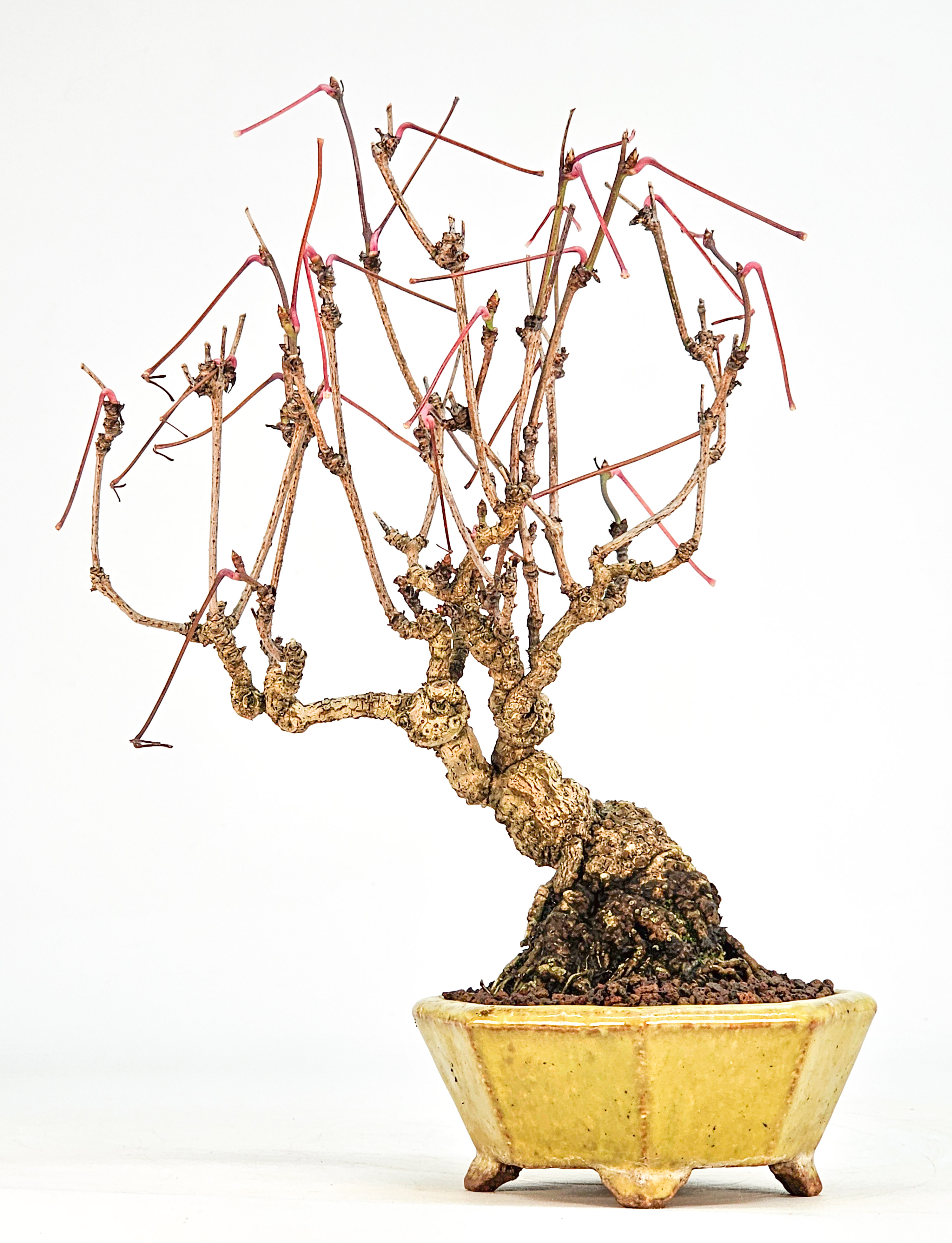 Bonsai Akebia quinata Shohin 20cm