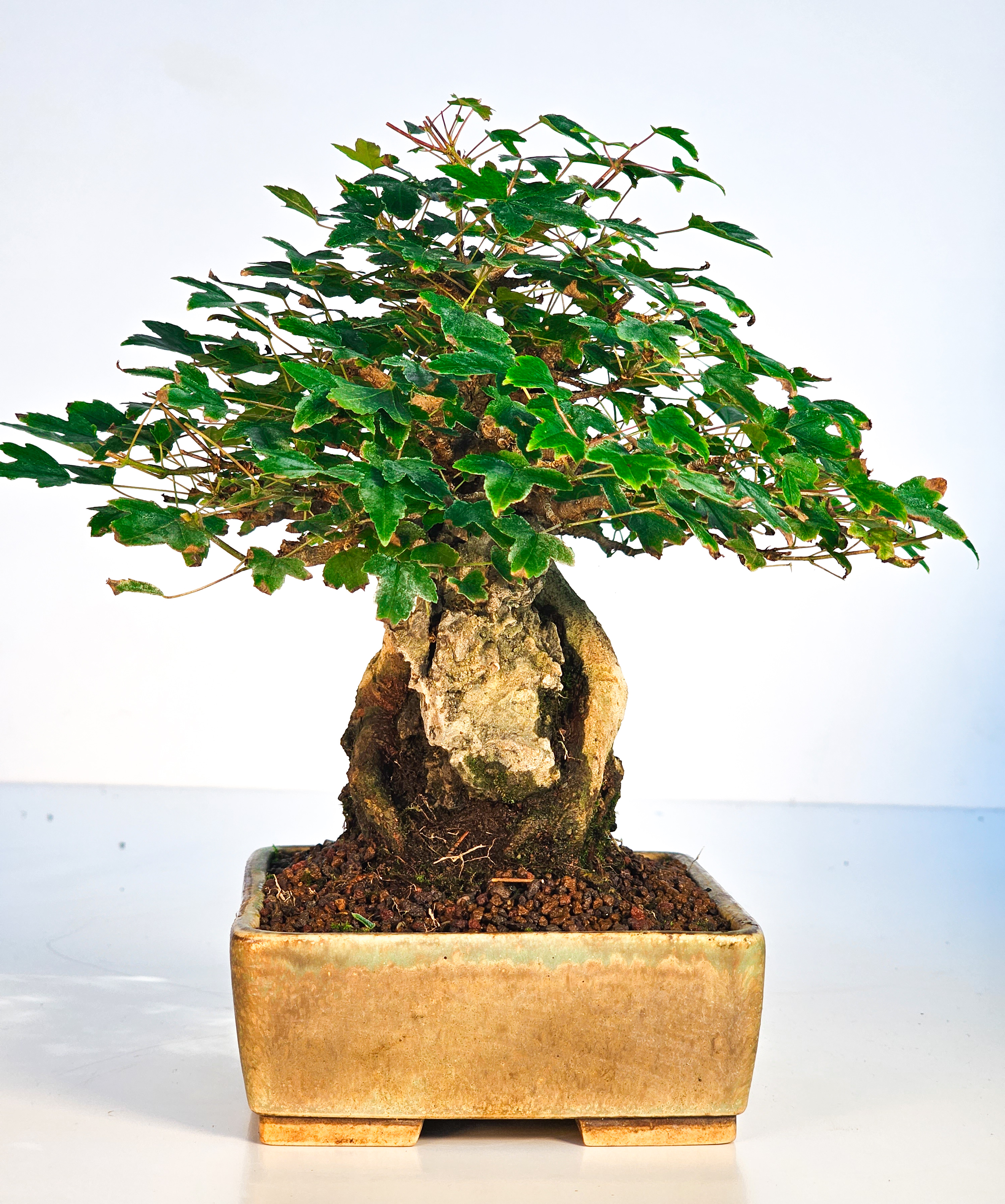 Bonsai Dreispitzahorn  - Acer buergerianum Shohin 16cm   