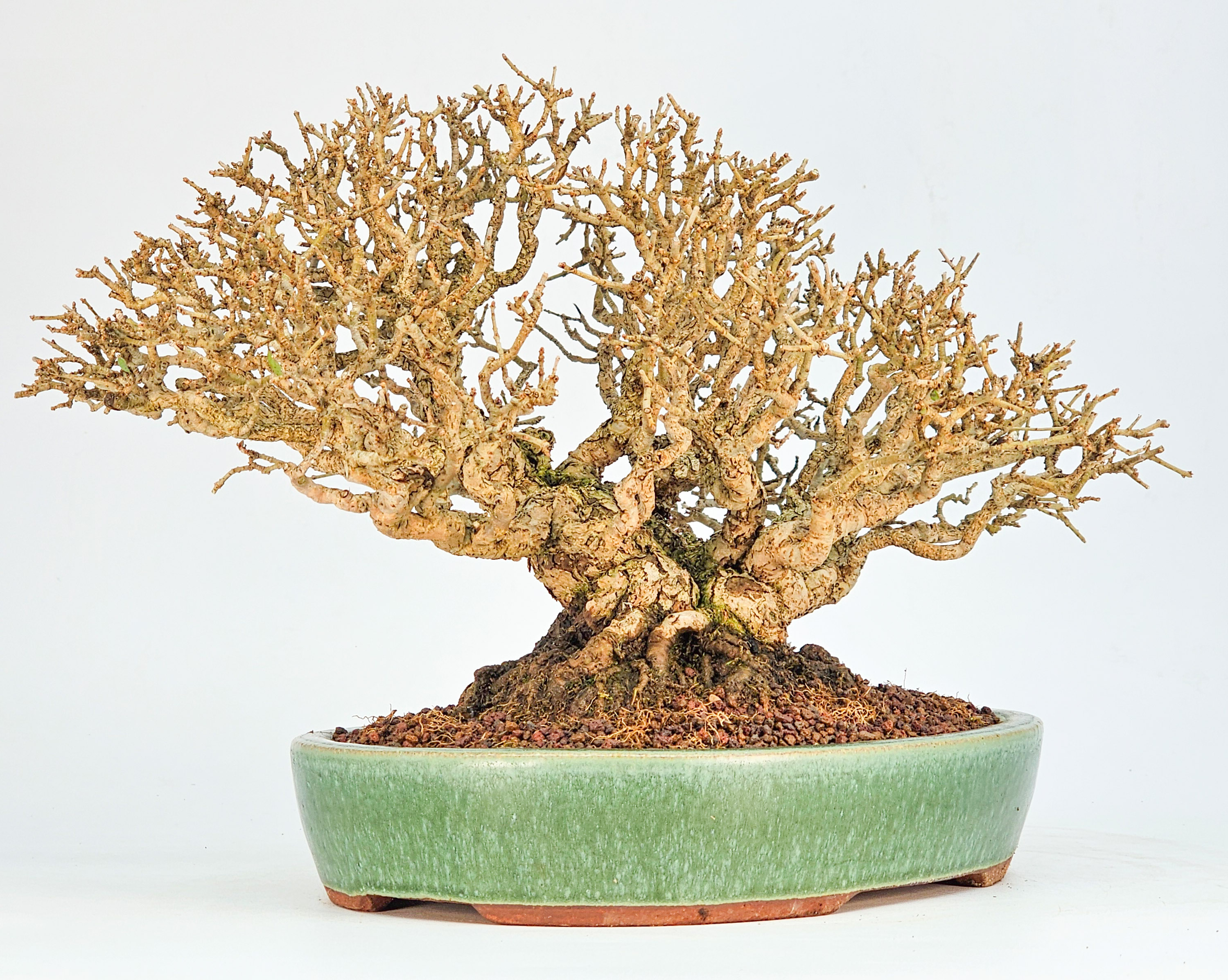 Bonsai Premium Japanischer Liguster - Ligustrum japonicum Shohin 18cm 