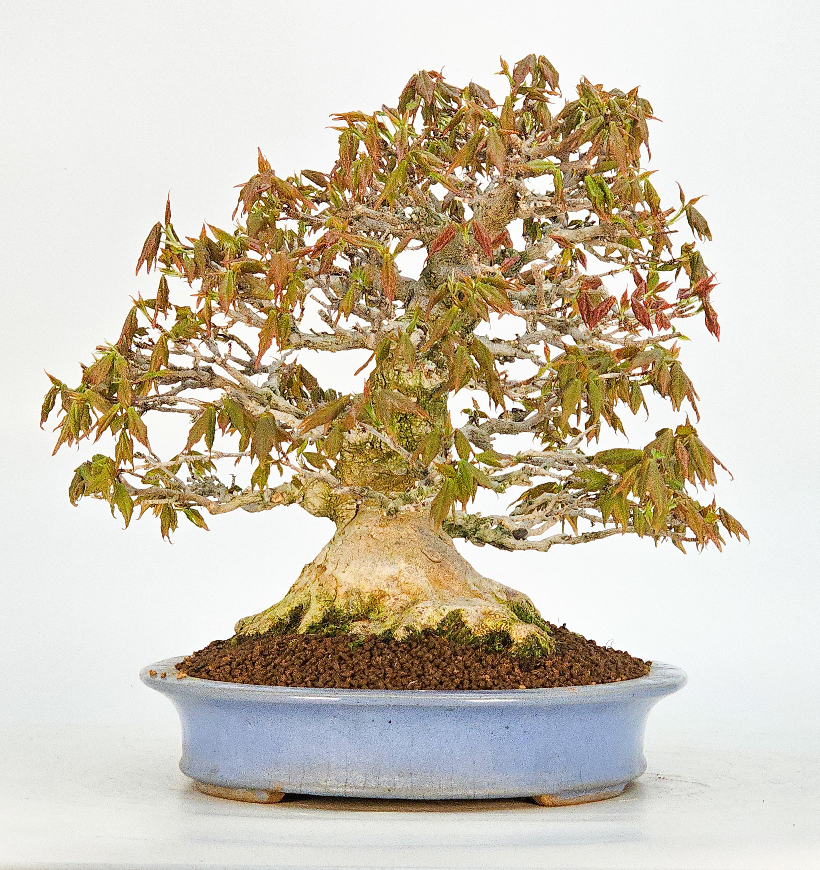 Bonsai Premium Dreispitzahorn - Acer buergerianum Shohin 25cm