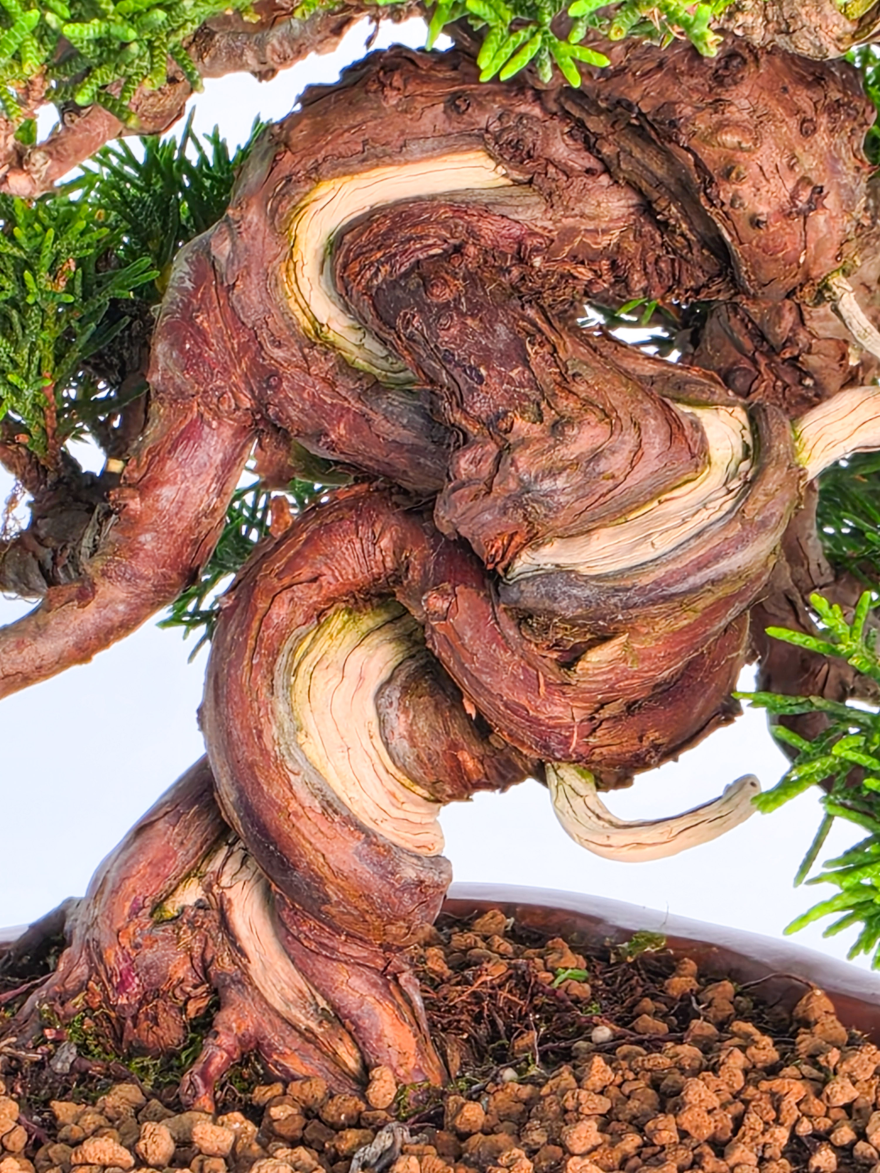 Bonsai Premium Wacholder - Juniperus chinensis Shohin 17cm
