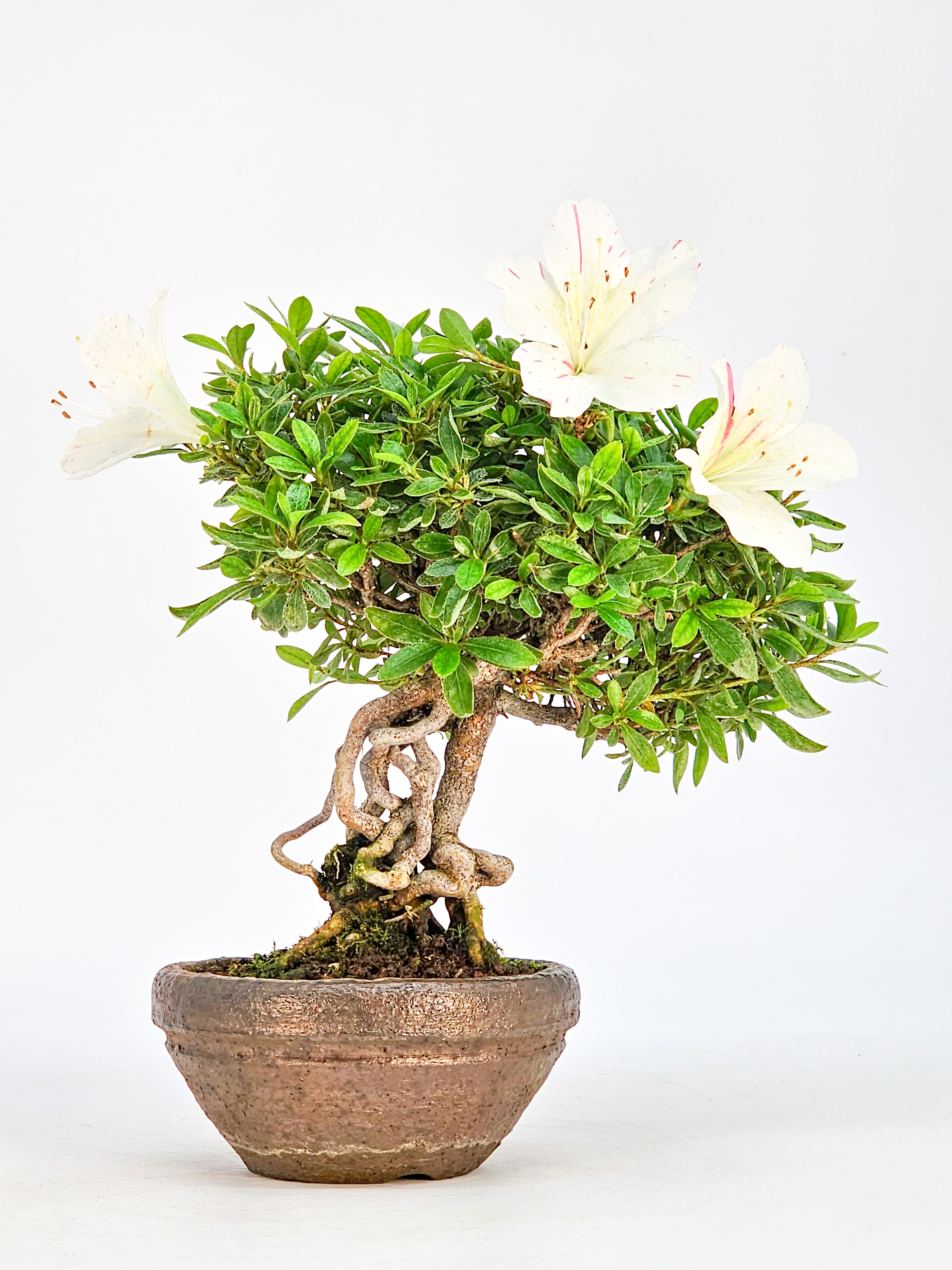 Bonsai Azalee Rhododendron indicum - Akemi-no-tsuki - Shohin 15,5cm