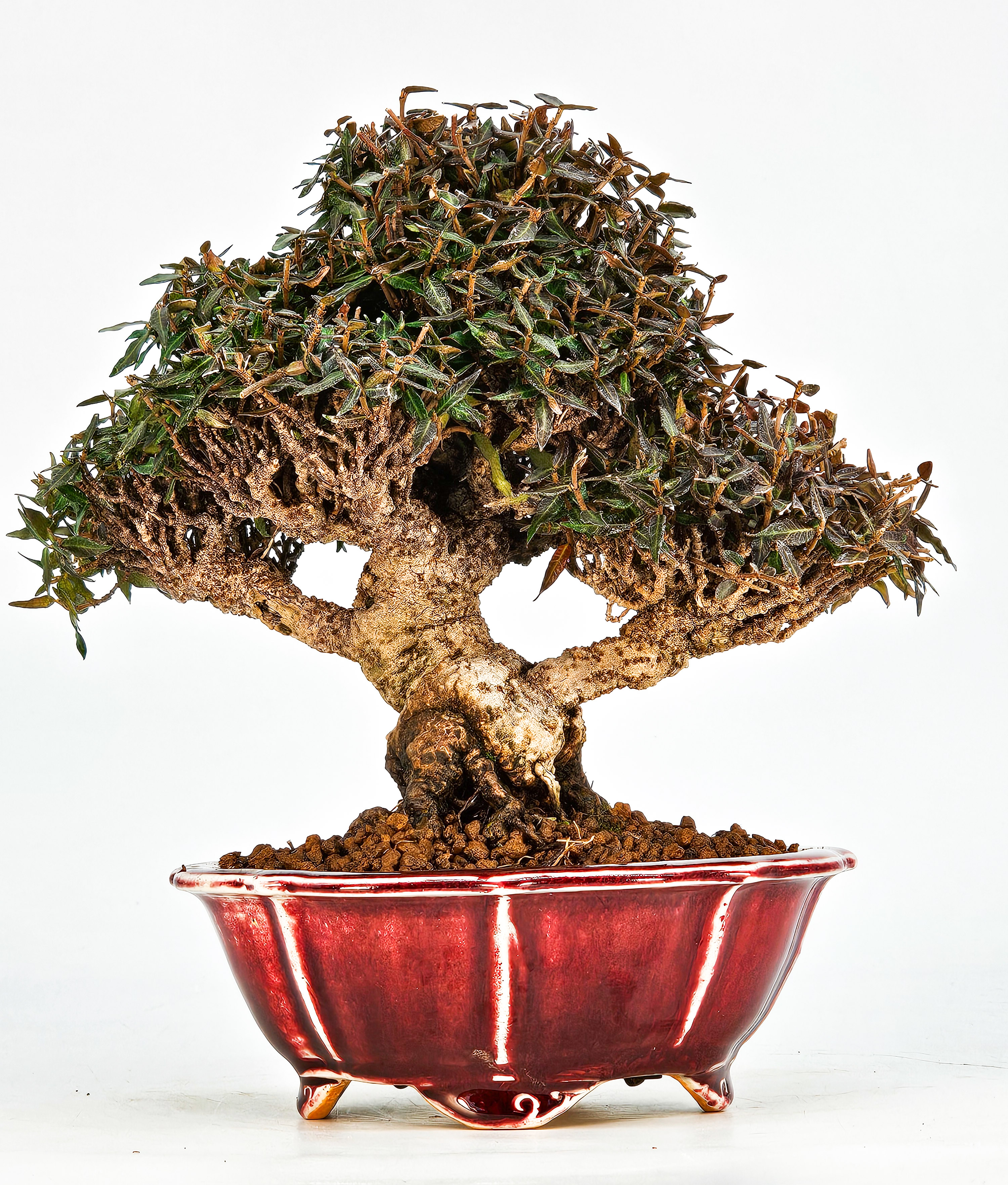 Bonsai Sternjasmin - Trachelospermum asiaticum Shohin 16cm - Video!!