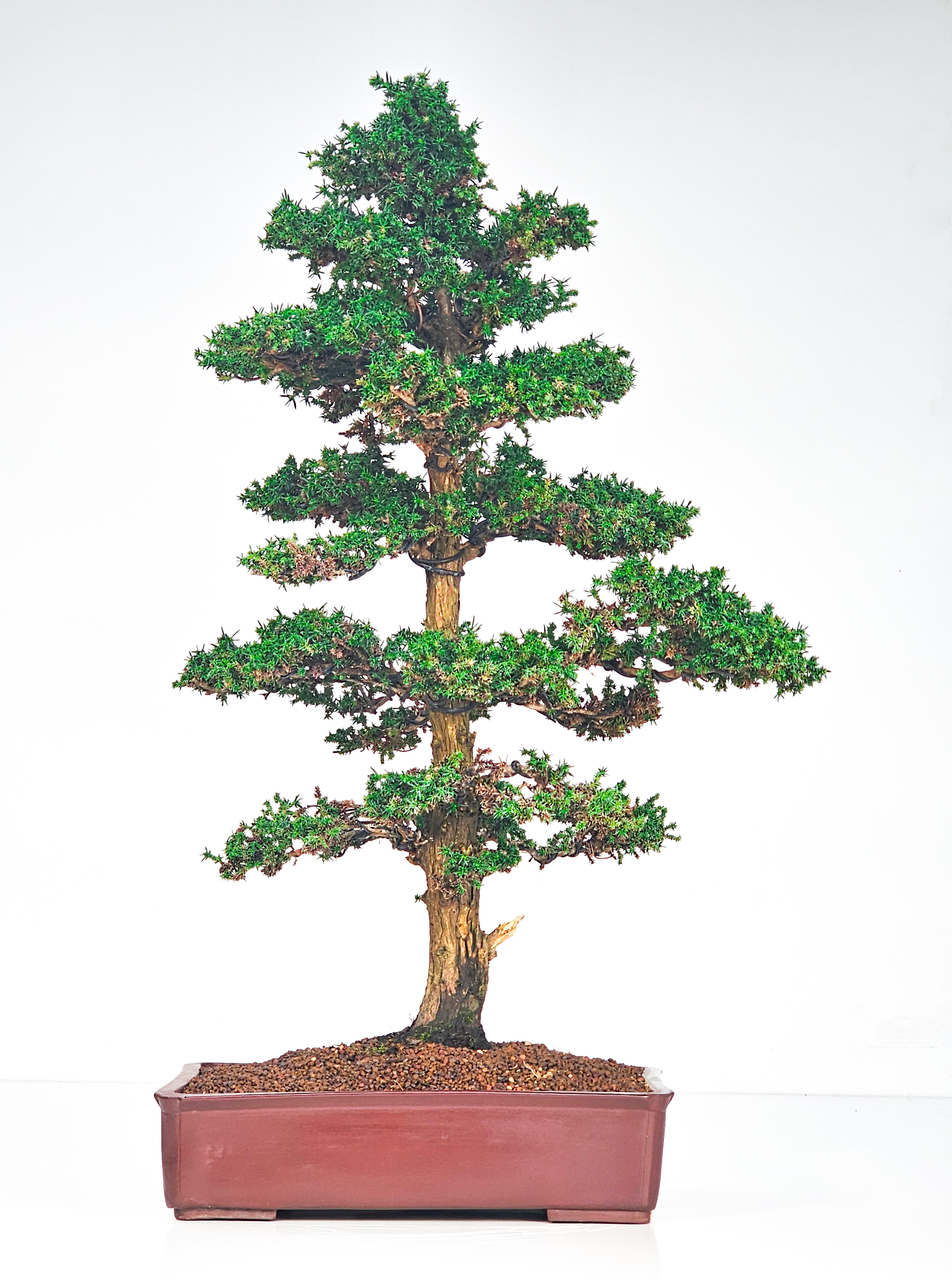 Bonsai Sicheltanne Cryptomeria Japonica 60cm