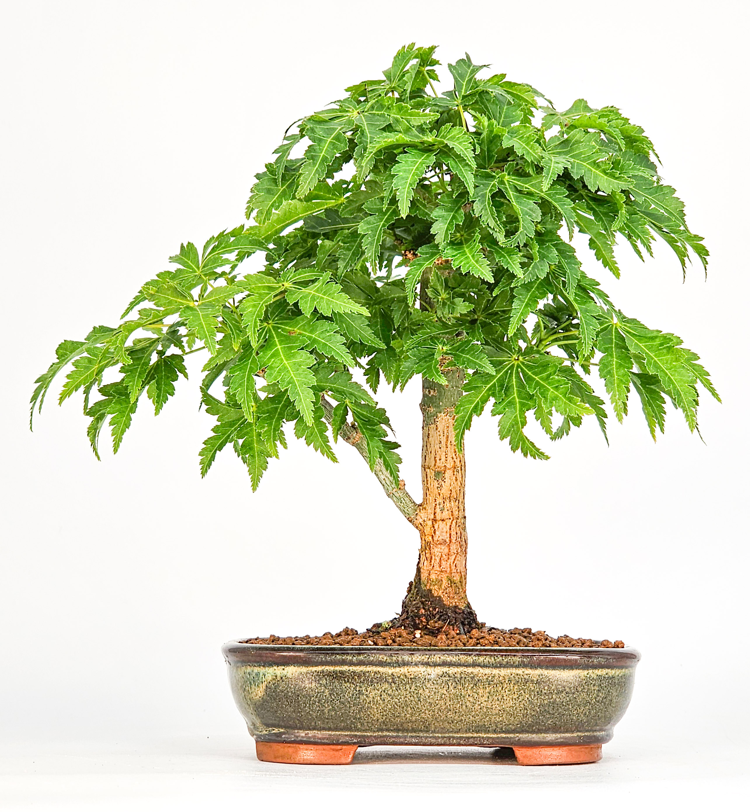 Bonsai Löwenkopfahorn- Acer palmatum Shishigashira Shohin 15cm