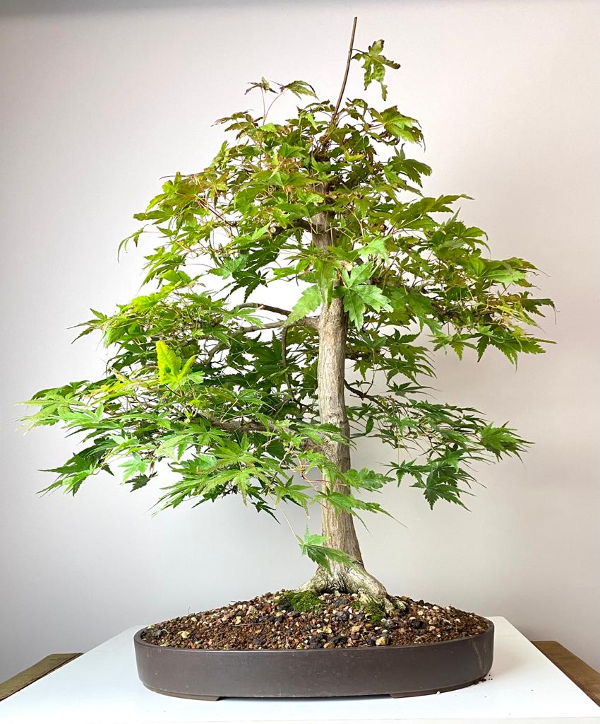 Bonsai Fächerahorn Acer palmatum 54cm