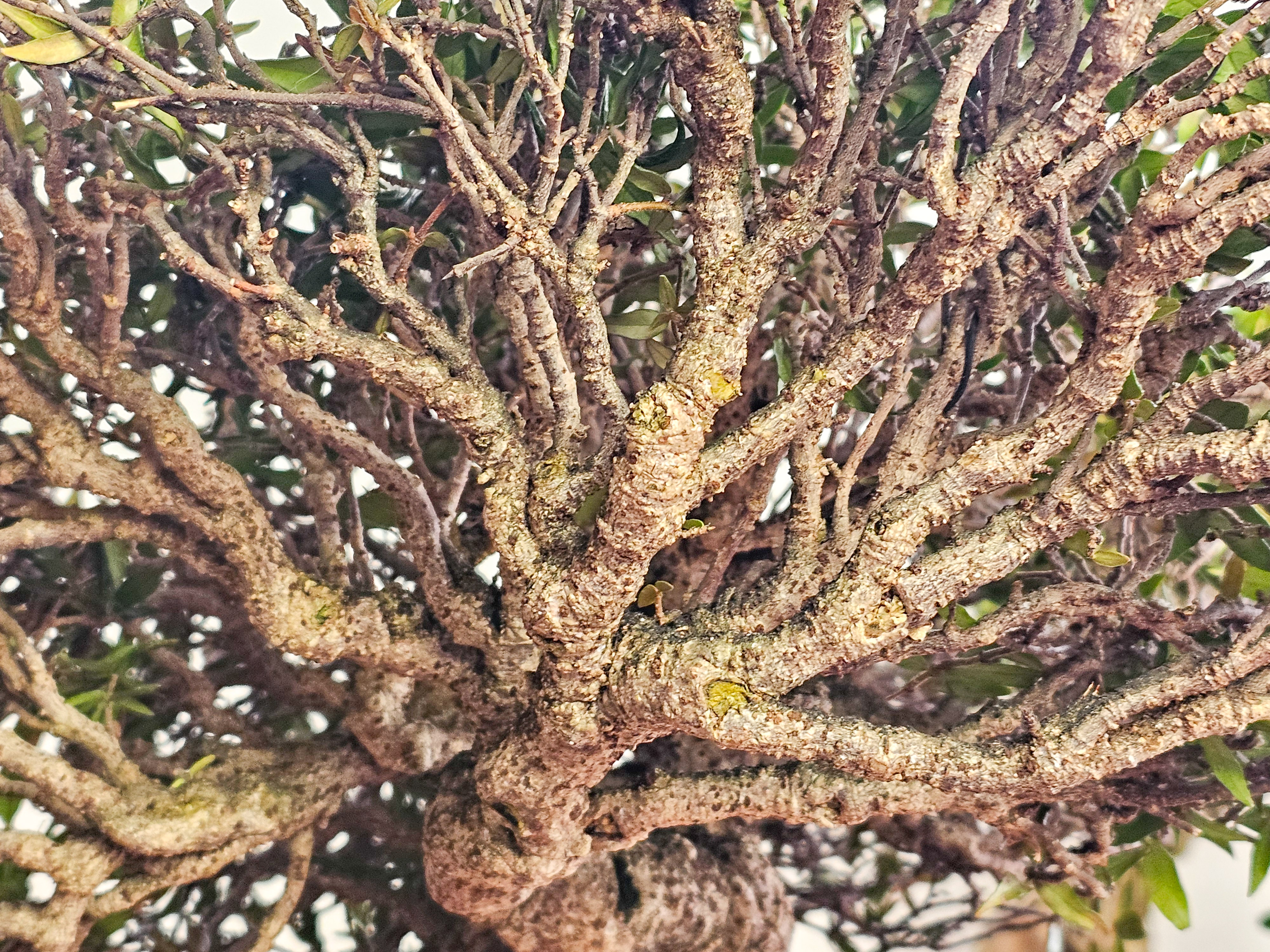 Bonsai Premium Sternjasmin - Trachelospermum asiaticum 25cm
