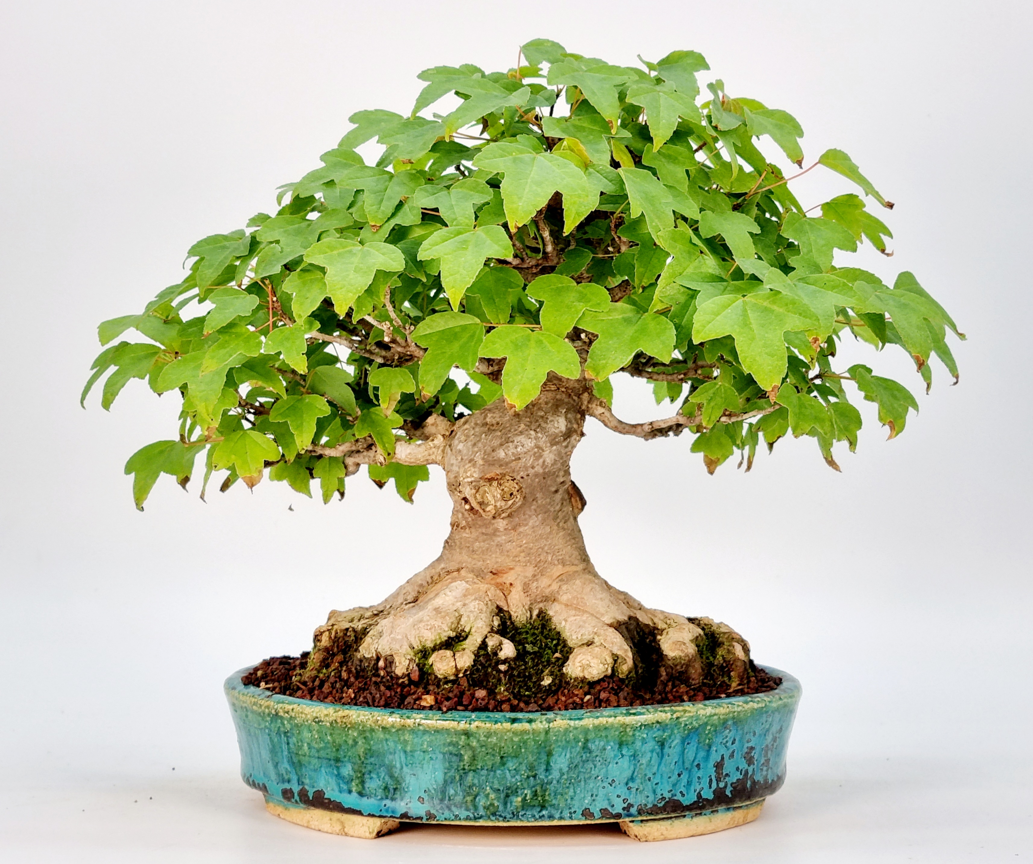 Bonsai Dreispitzahorn - Acer buergerianum Shohin 19cm - Video! Bonsai Dreispitzahorn - Acer buergerianum Shohin 19cm - Video!