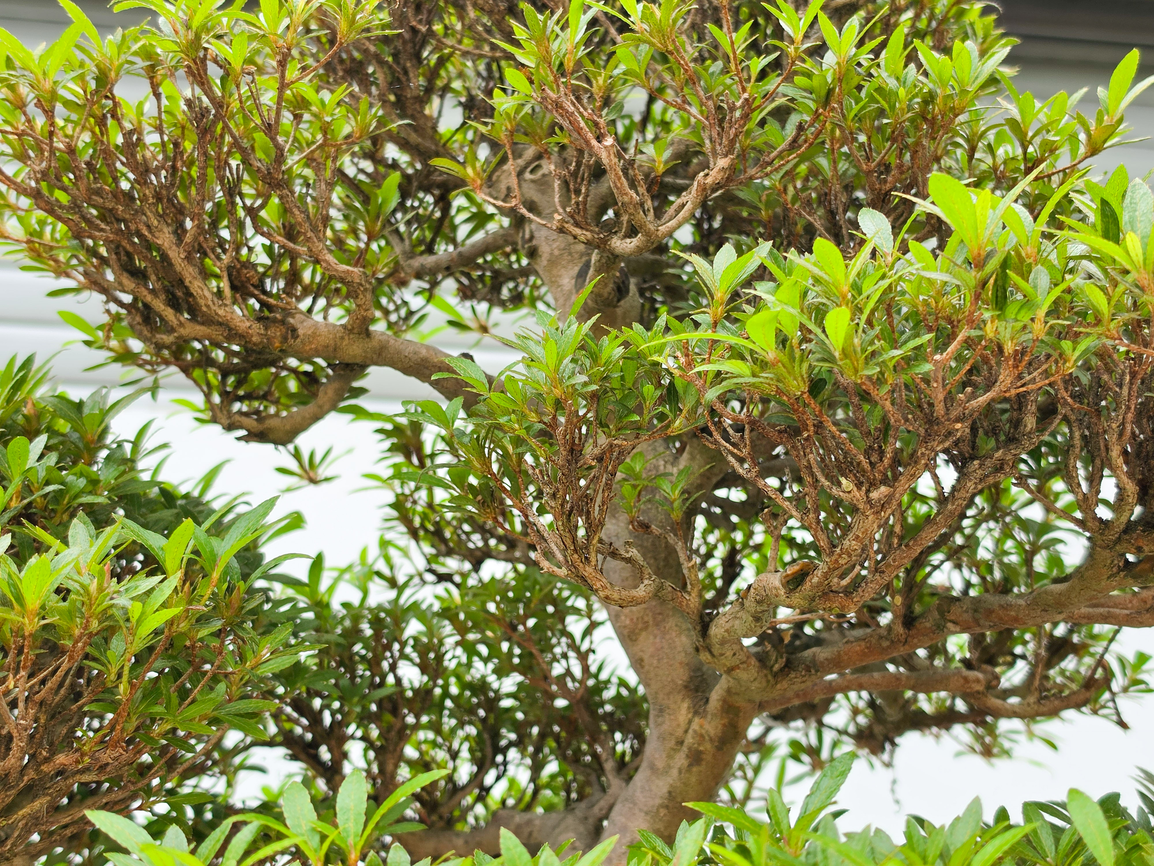 Bonsai Premium Azalee -  Rhododendron indicum kinsai 60cm