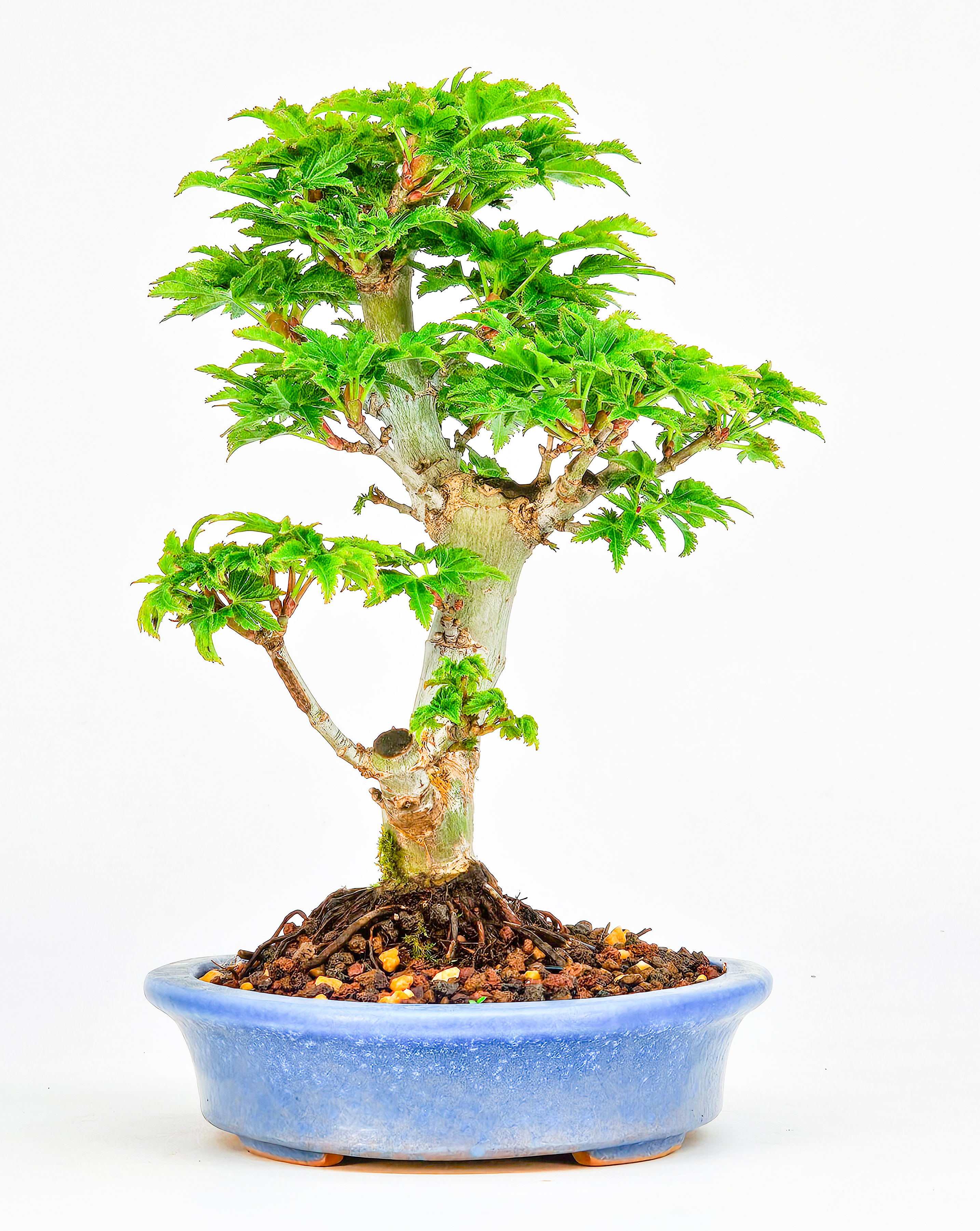 Bonsai Löwenkopfahorn- Acer palmatum Shishigashira Shohin 14cm   