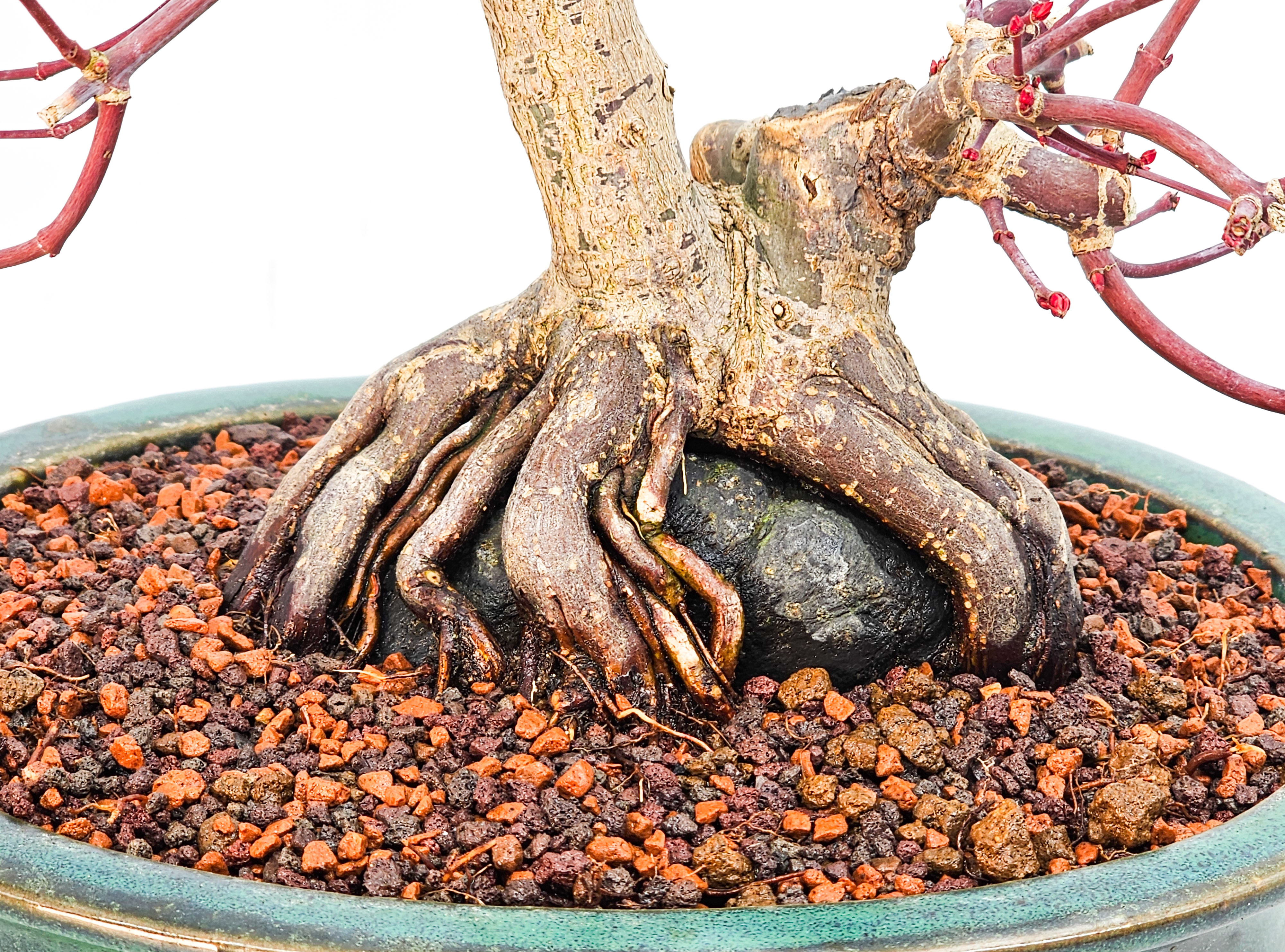 Bonsai Fächerahorn Acer palmatum Deshojo Ishizuki 16cm