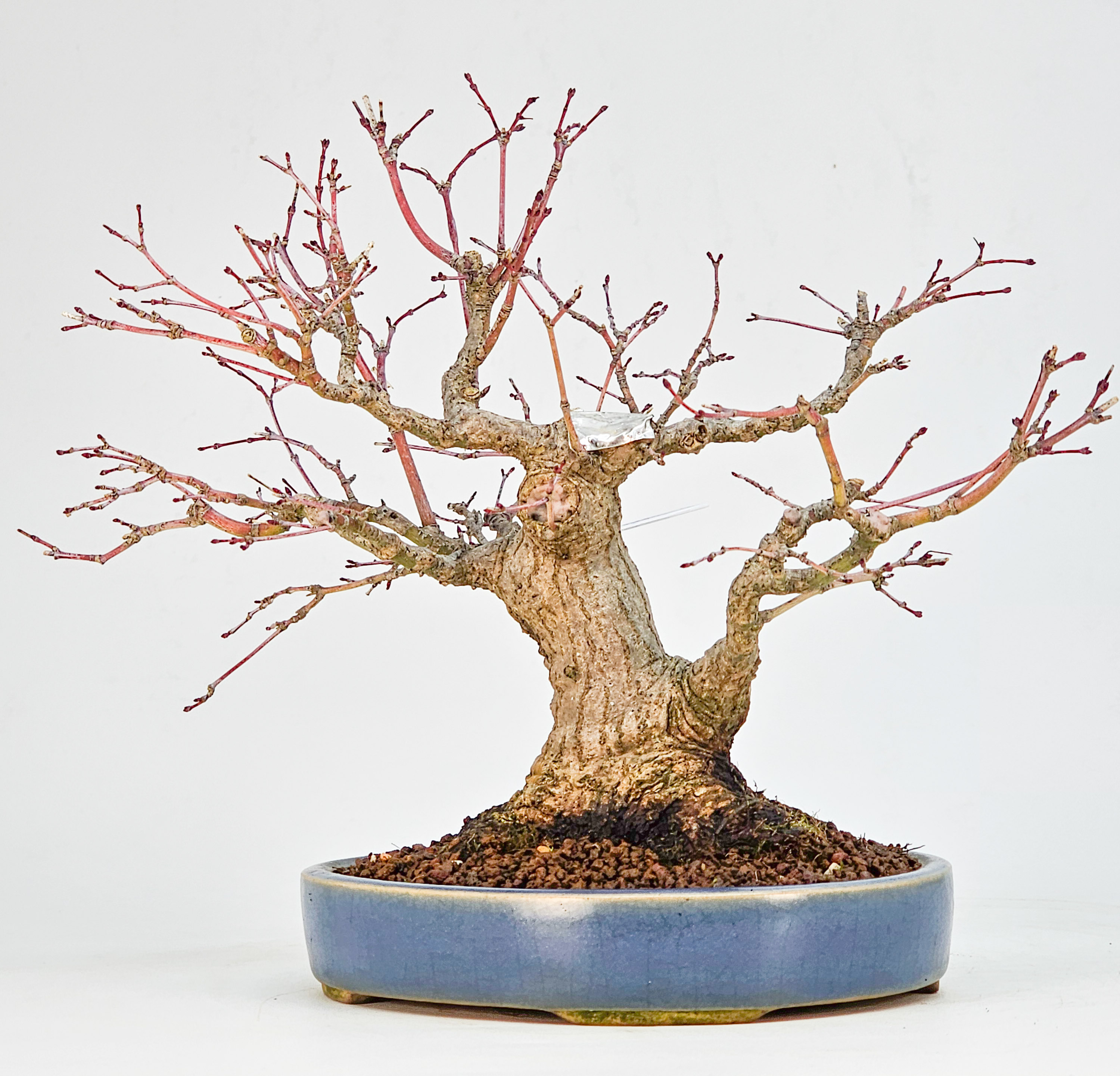 Bonsai Premium Fächerahorn - Acer palmatum Nagaragawa Shohin 20cm