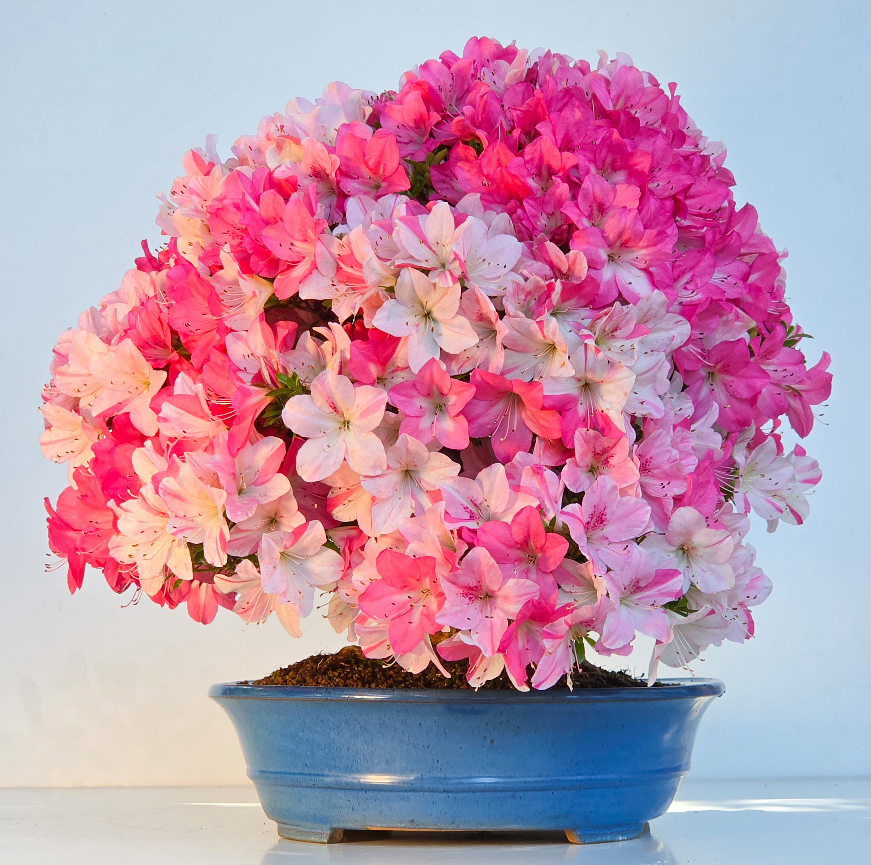 Bonsai Premium Azalee -  Rhododendron indicum Jyukou 40cm Video!!