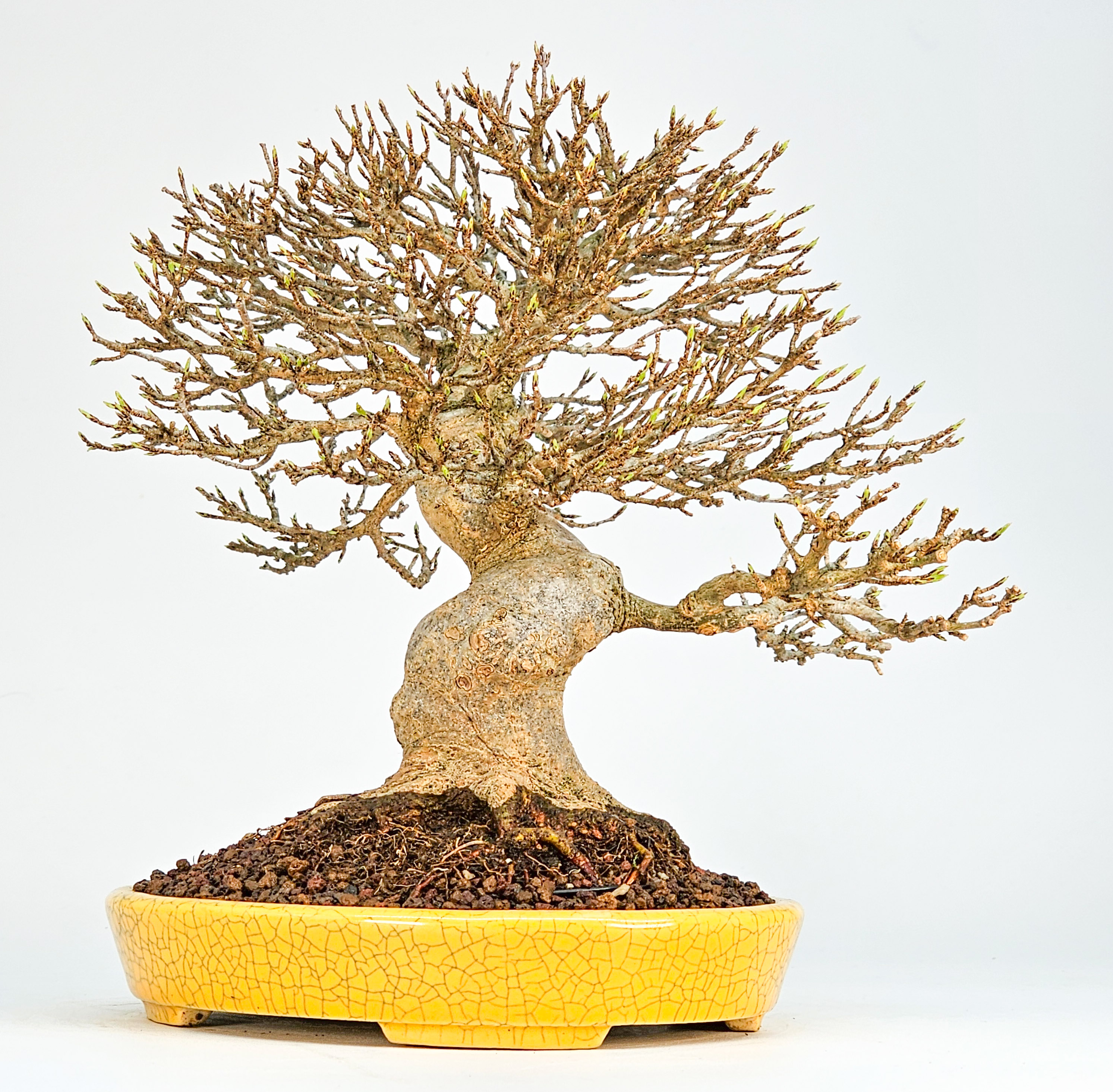 Bonsai Premium Dreispitzahorn - Acer buergerianum Shohin 20cm Video!!