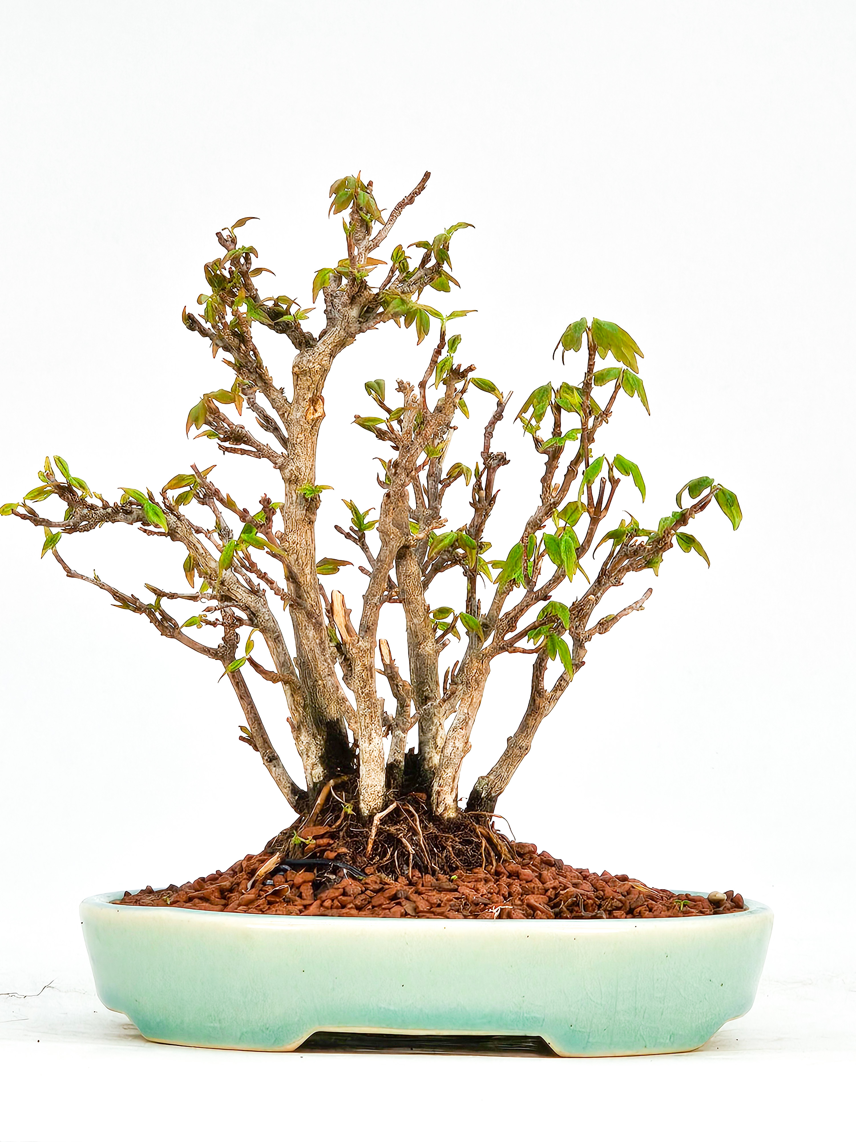 Bonsai Dreispitzahorn - Acer buergerianum Shohin Kabudachi 16cm 