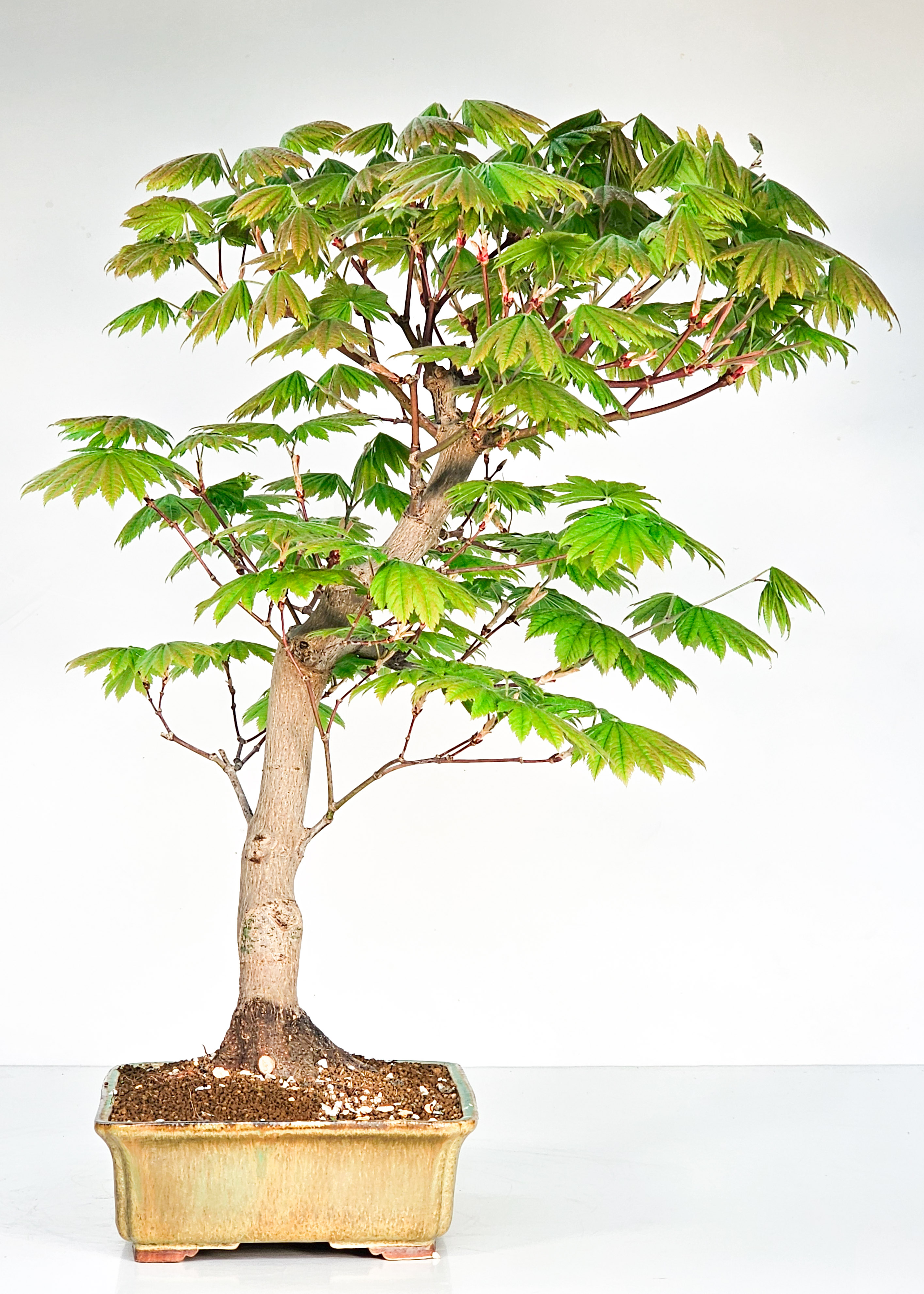 Bonsai Japanischer Ahorn - Acer japonicum 50cm 