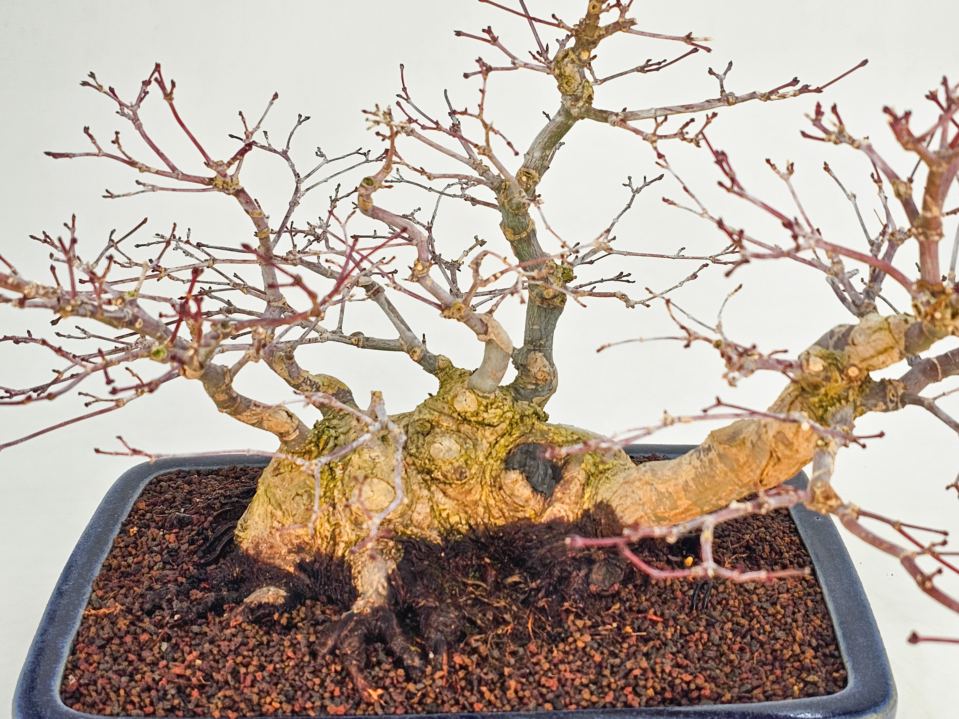 Bonsai Premium Fächerahorn - Acer palmatum Deshojo Shohin 21cm   