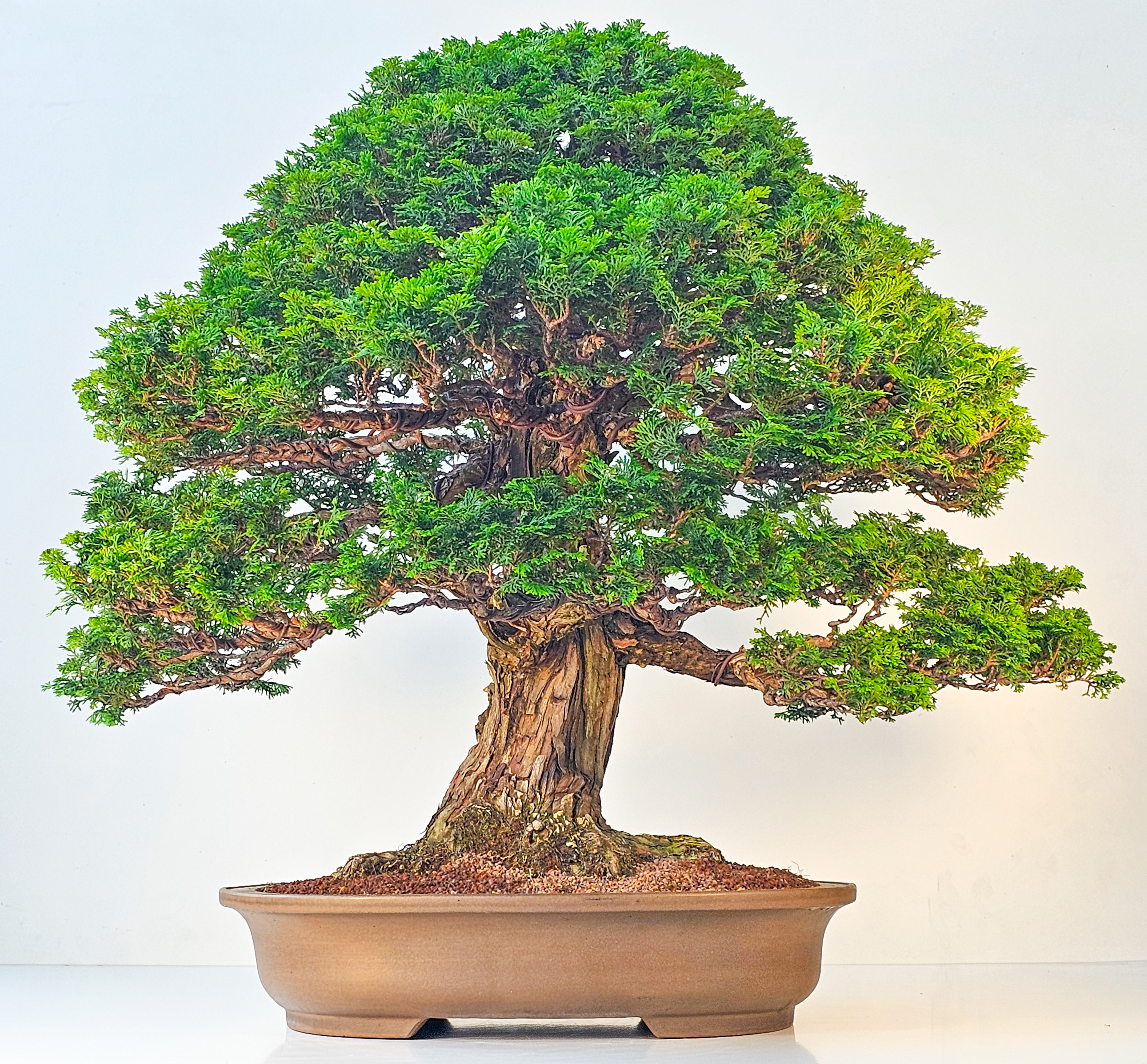Bonsai Chamaecyparis obtusa 70 cm Video!! Bonsai Chamaecyparis obtusa 70 cm Video!!