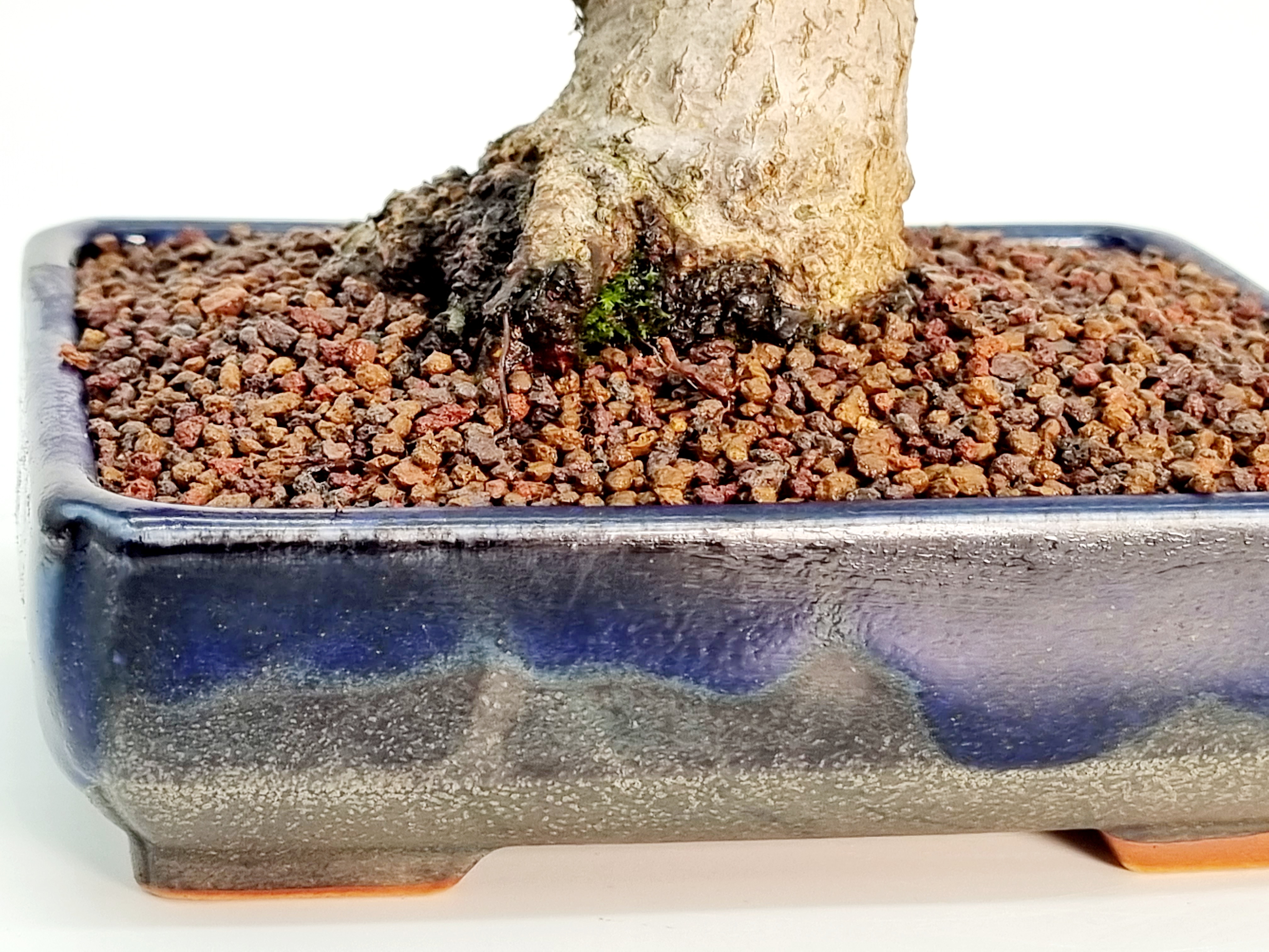Bonsai Fächerahorn Acer Palmatum Yamamomiji Shohin 16cm Bonsai Fächerahorn Acer Palmatum Yamamomiji Shohin 16cm
