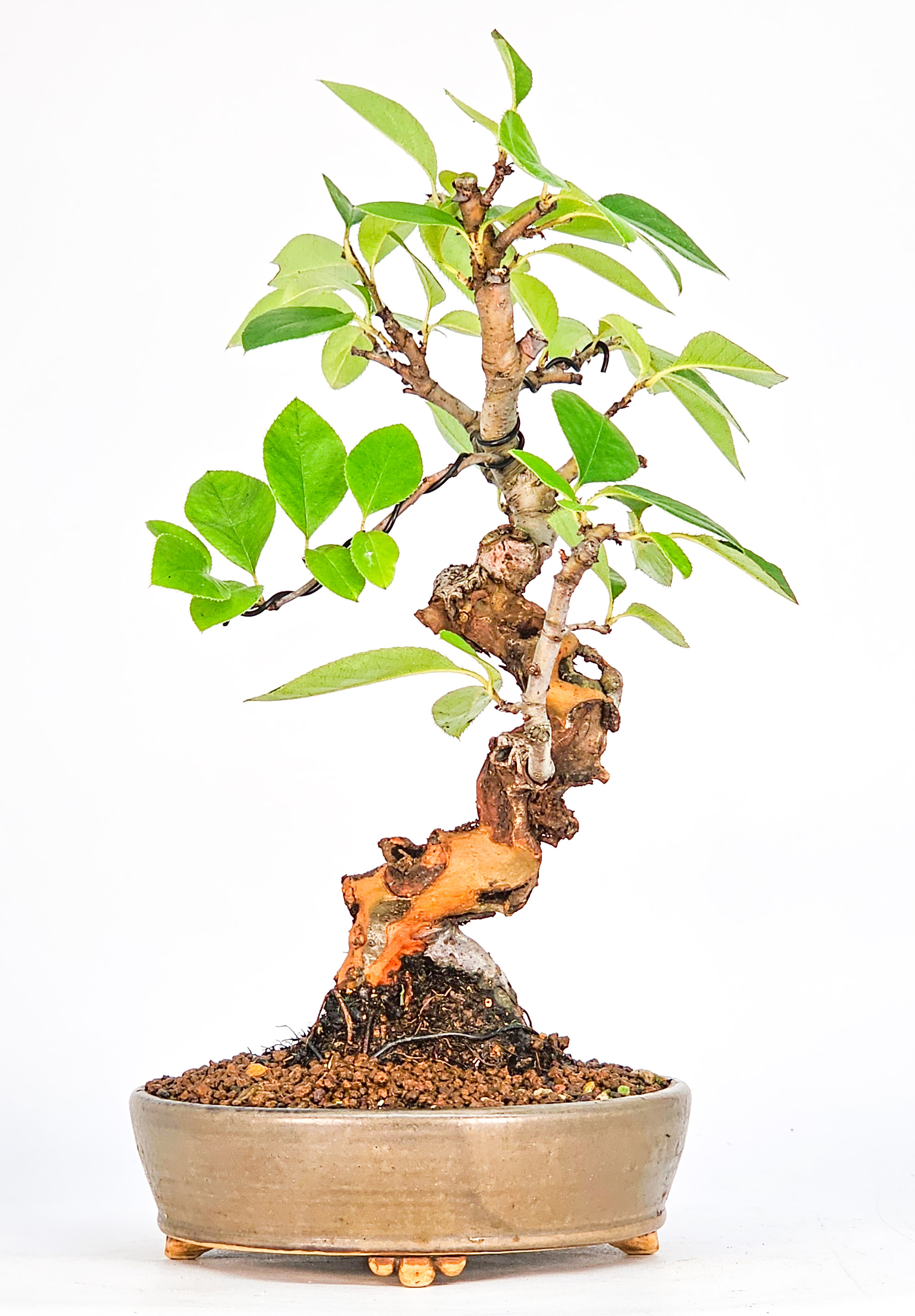 Bonsai Quitte - Pseudocydonia sinensis Shohin 21cm
