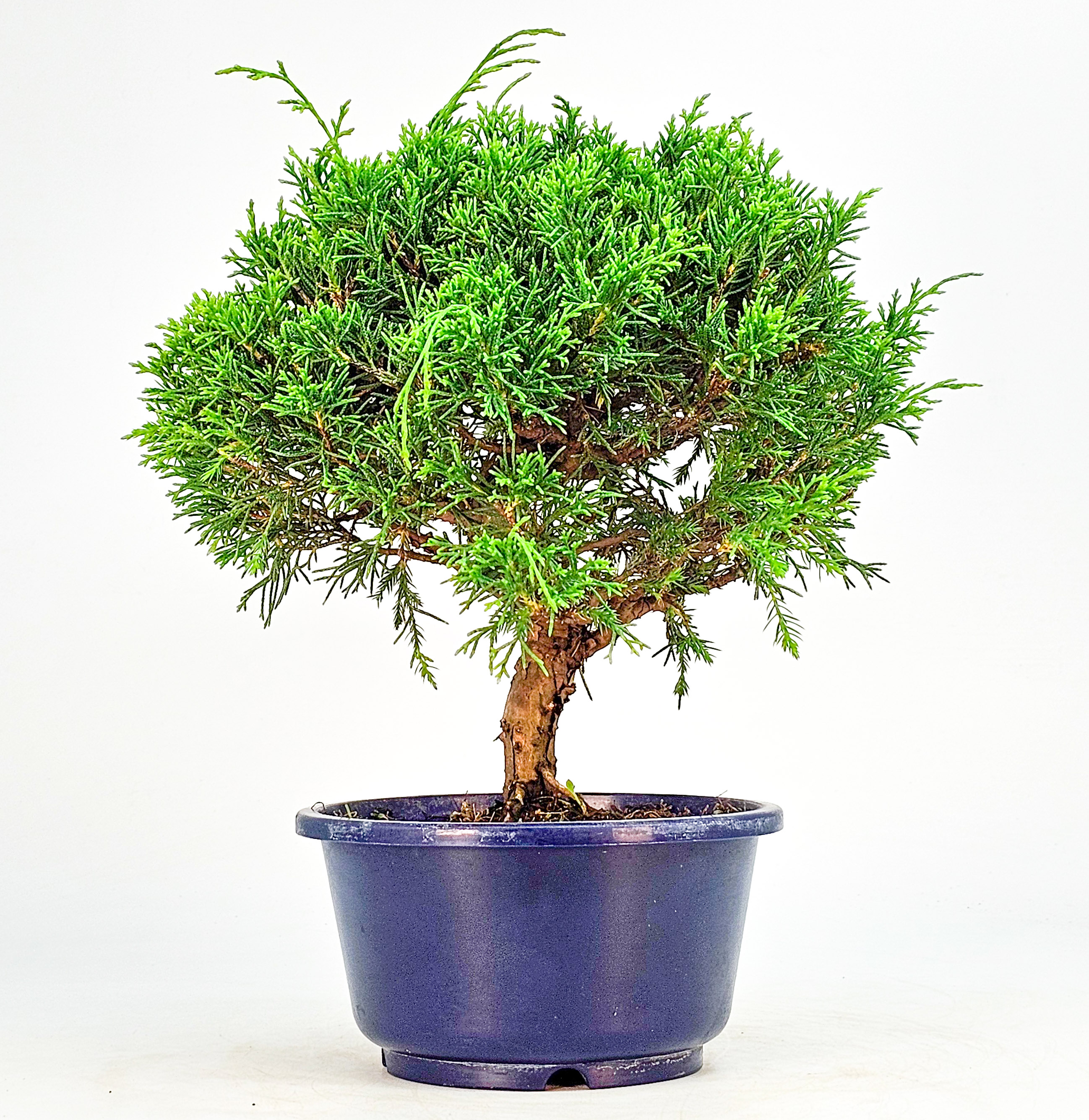 Bonsai Wacholder Juniperus chinensis shimpaku Shohin 21cm 