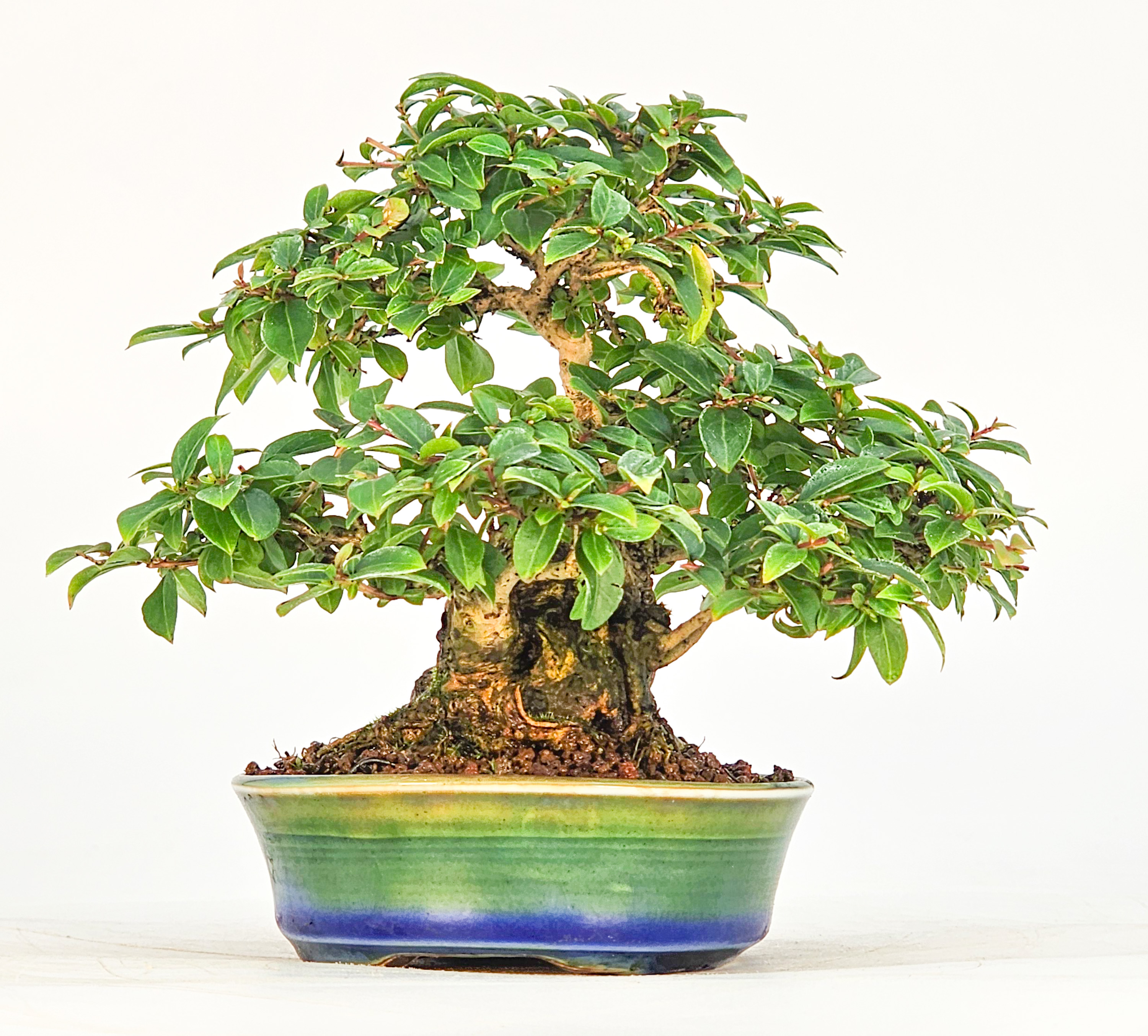 Bonsai Kreppmyrte  - Lagerstroemia indica Shohin 11,5cm