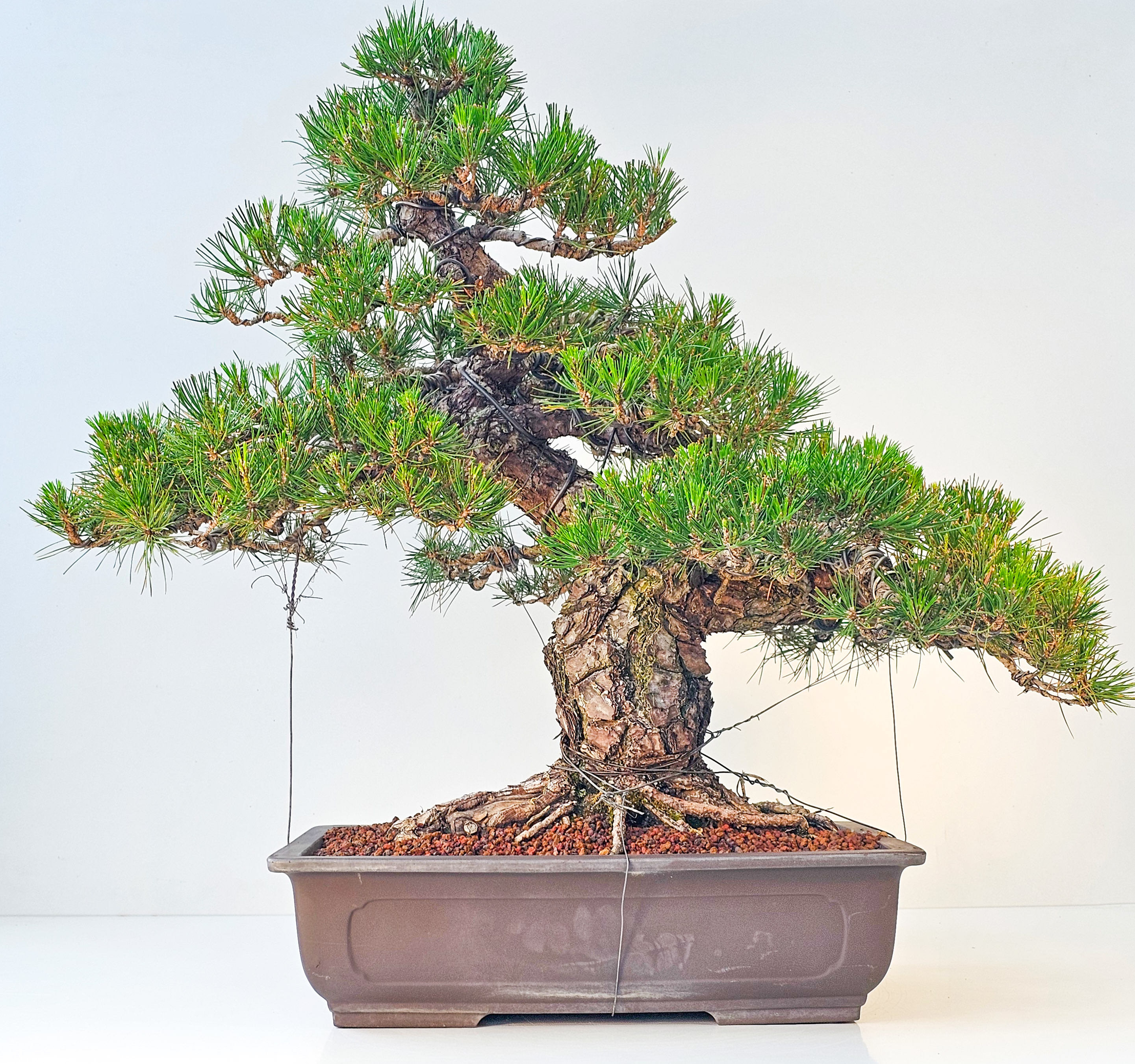Bonsai Schwarzkiefer - Pinus thunbergii 61 cm