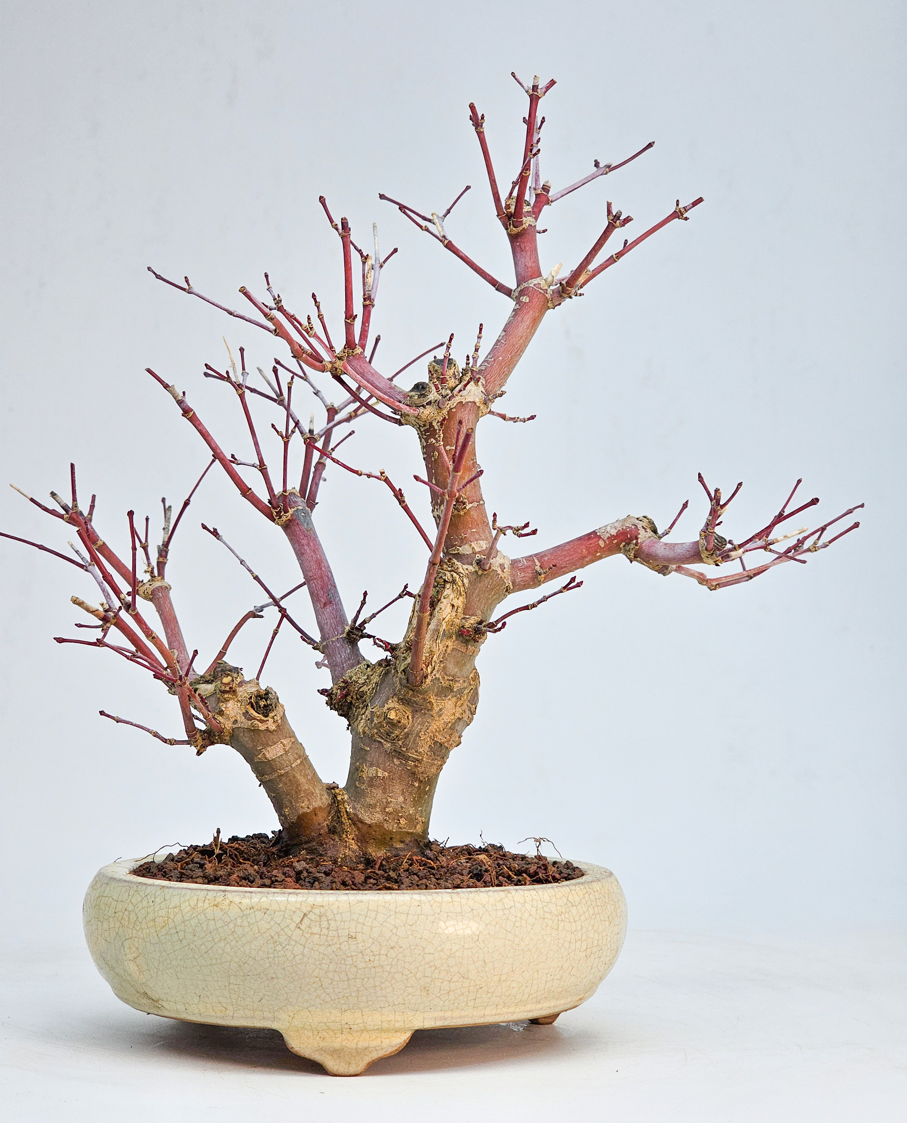 Bonsai Fächerahorn - Acer palmatum Deshojo Shohin 21cm   