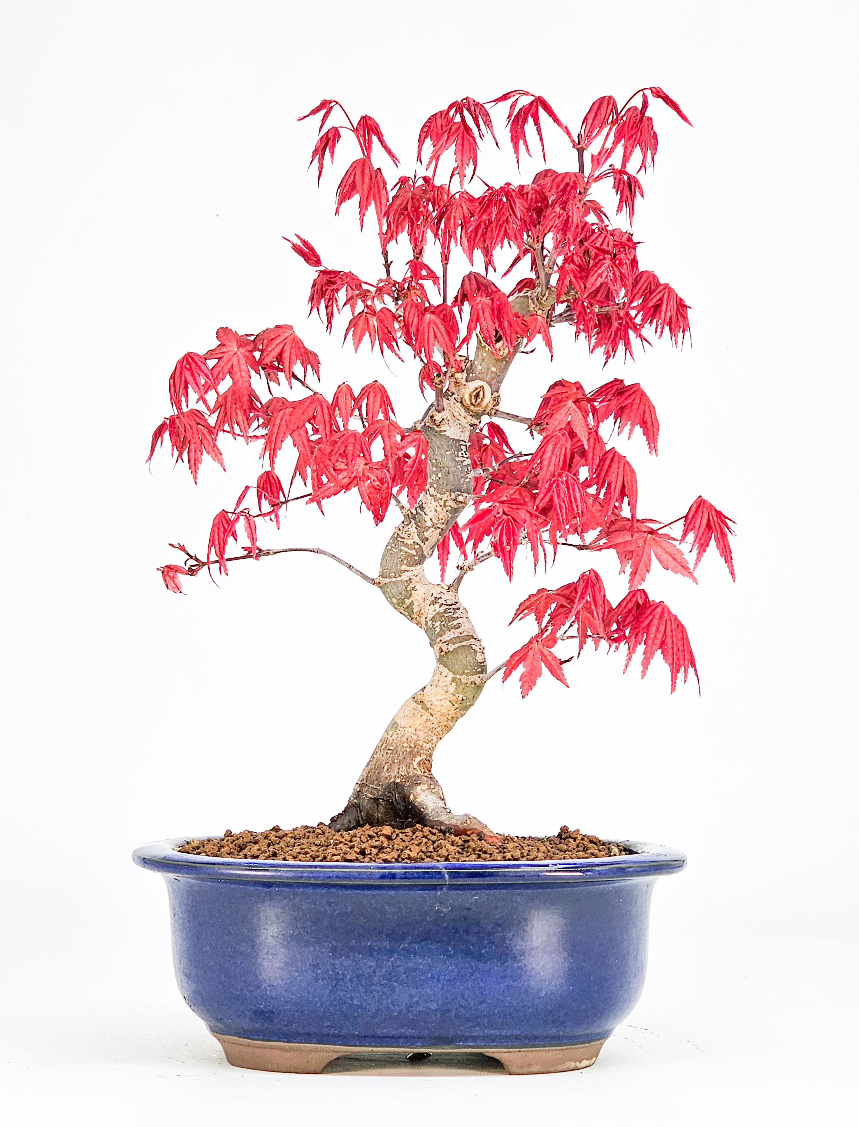 Bonsai Fächerahorn Acer palmatum Deshojo Shohin 21cm 