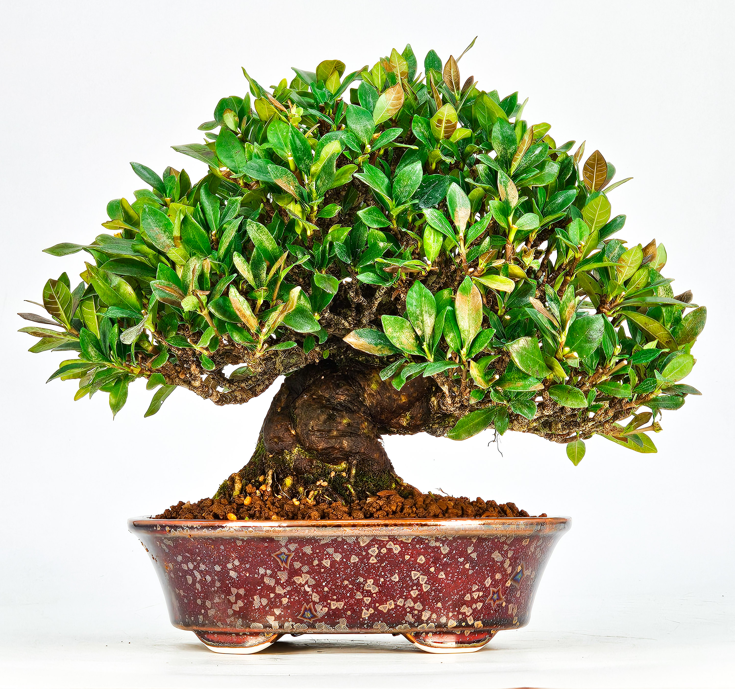 Bonsai Gardenia jasminoides Shohin 20cm Video!!