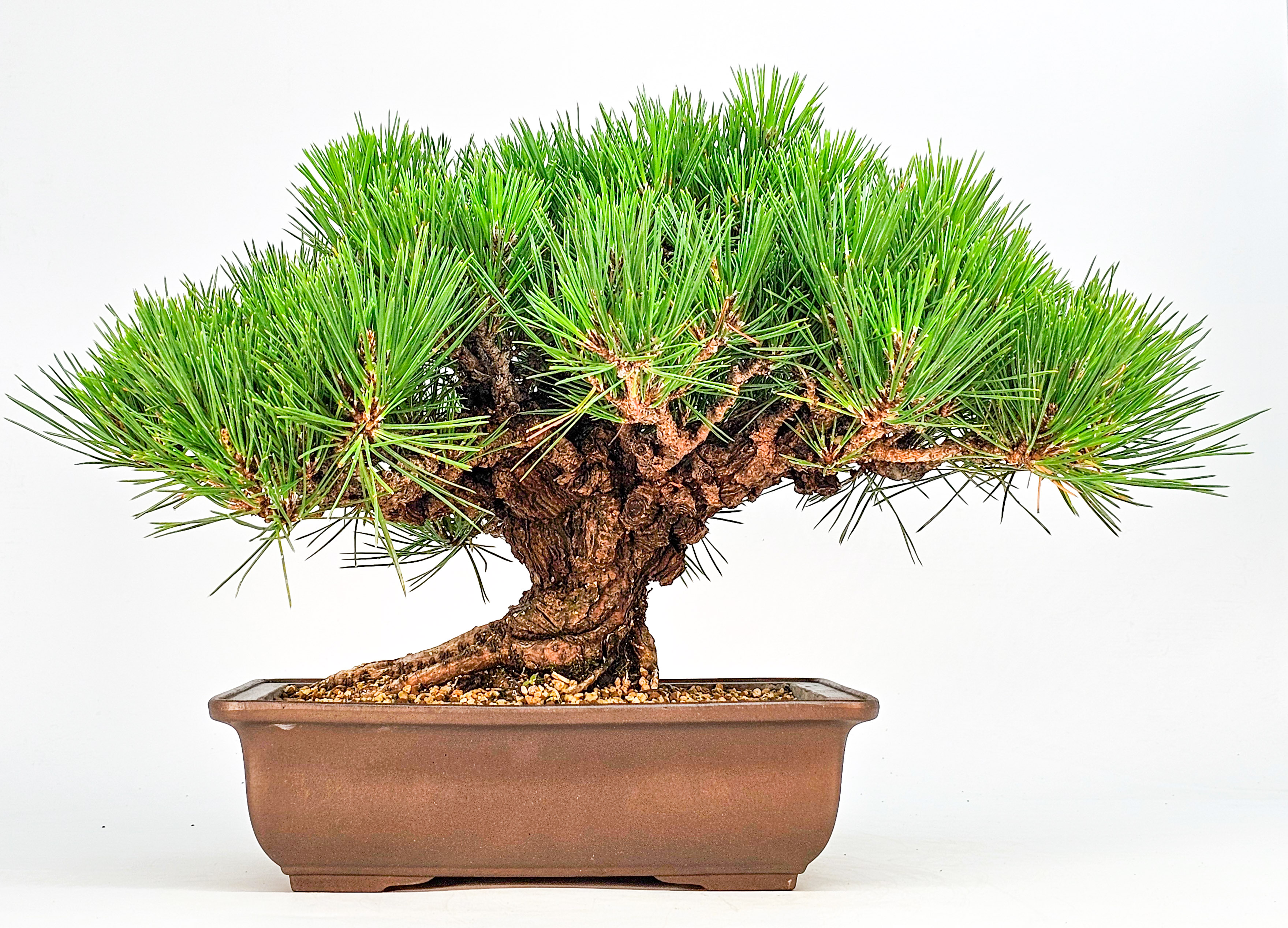 Bonsai Schwarzkiefer - Pinus thunbergii 26cm  