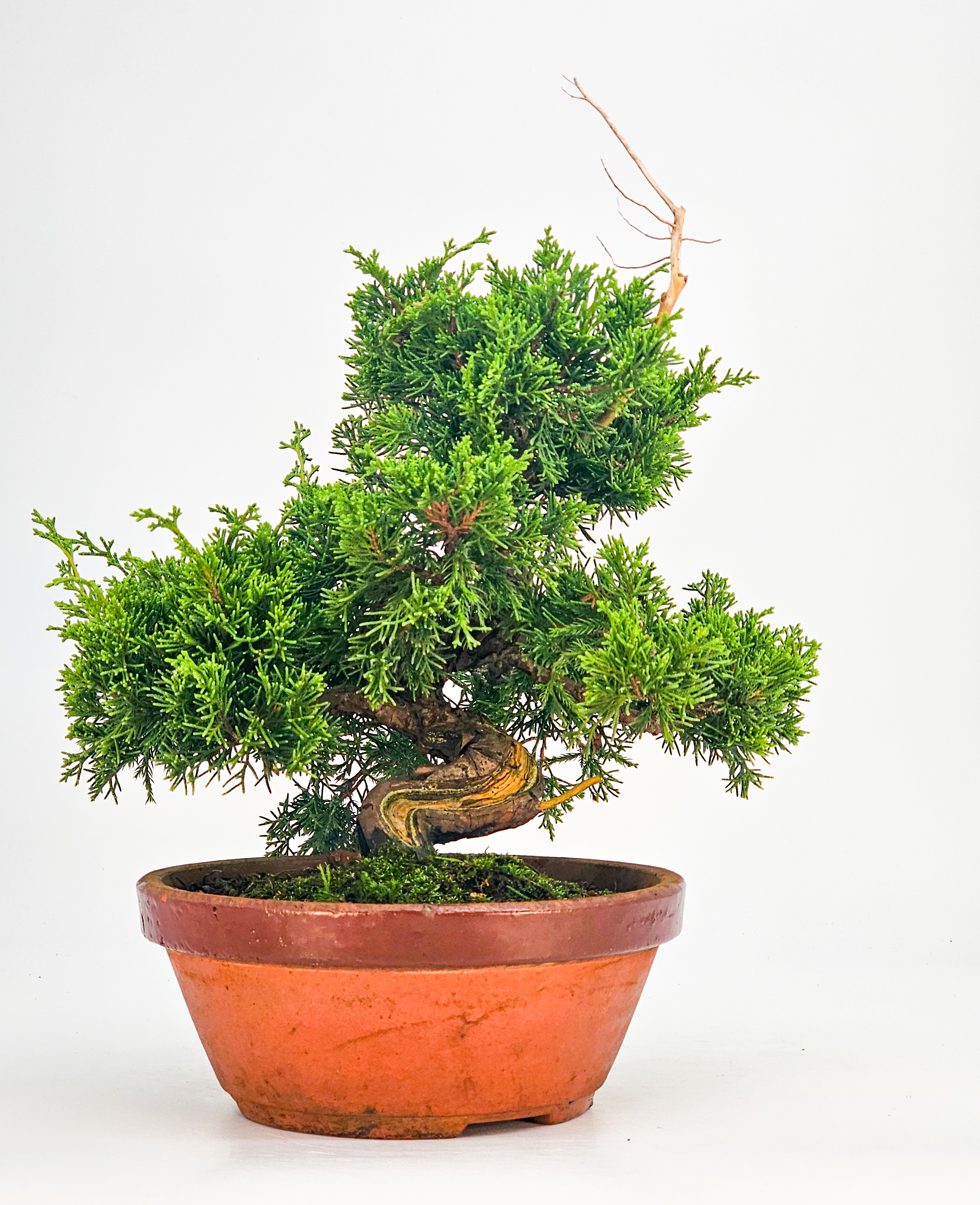 Bonsai Wacholder Juniperus chinensis Shohin 21cm