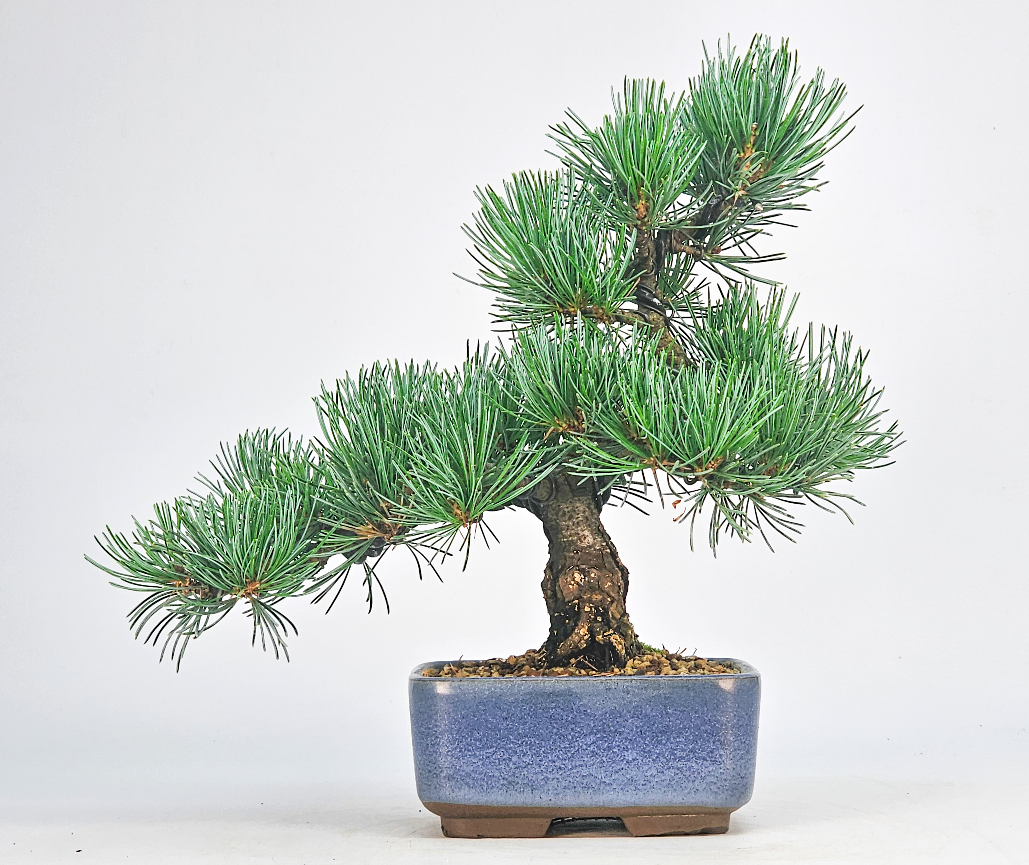 Bonsai Pinus parviflora - Mädchenkiefer Shohin 20,5cm