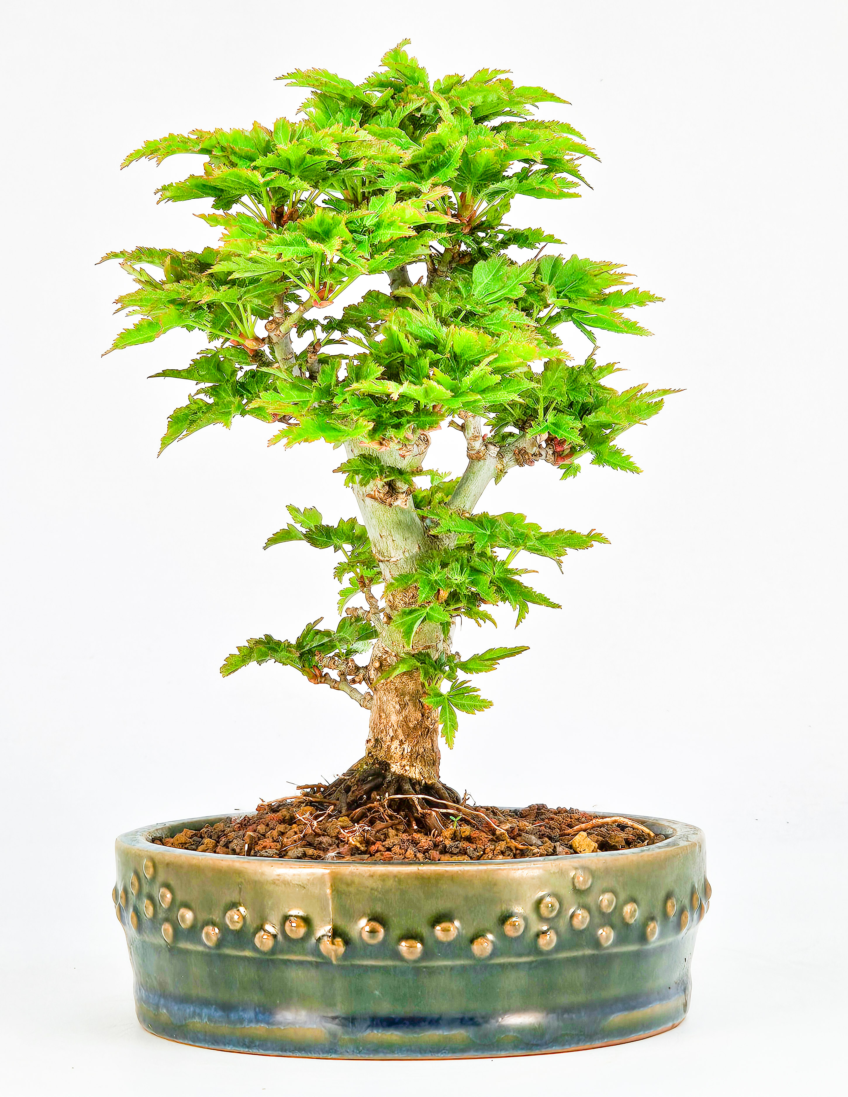 Bonsai Löwenkopfahorn- Acer palmatum Shishigashira Shohin 14cm