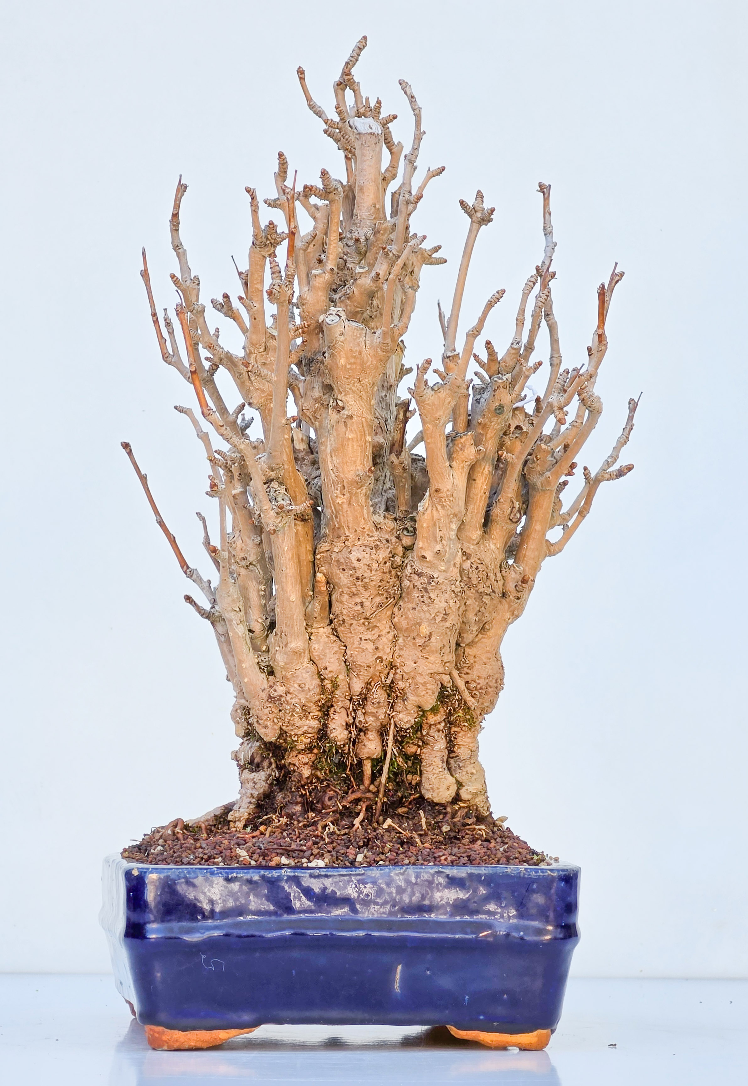 Bonsai Ginkgo biloba 35cm
