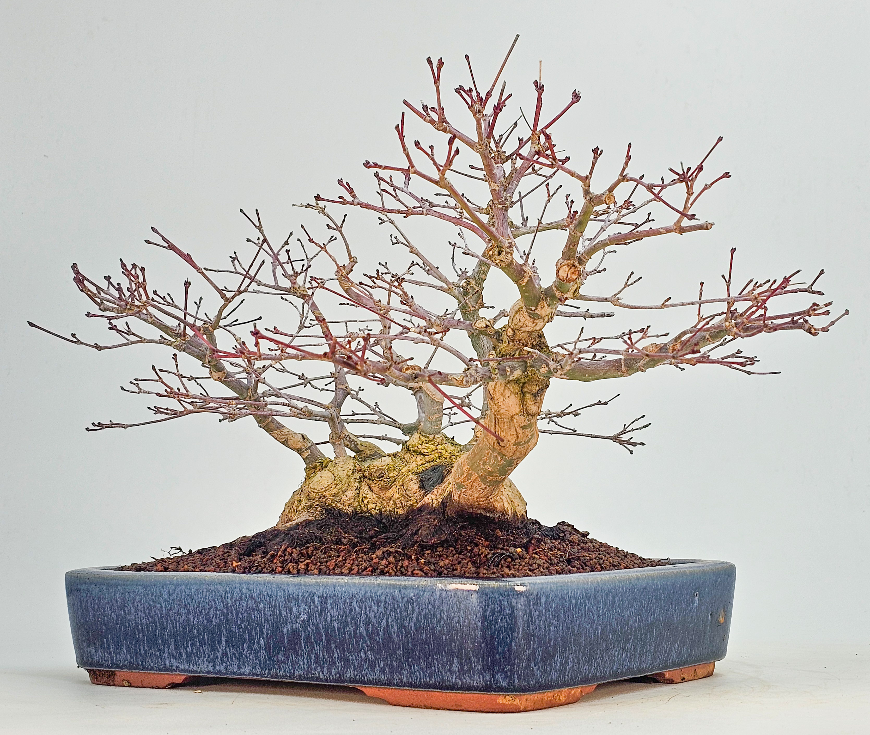 Bonsai Premium Fächerahorn - Acer palmatum Deshojo Shohin 21cm   
