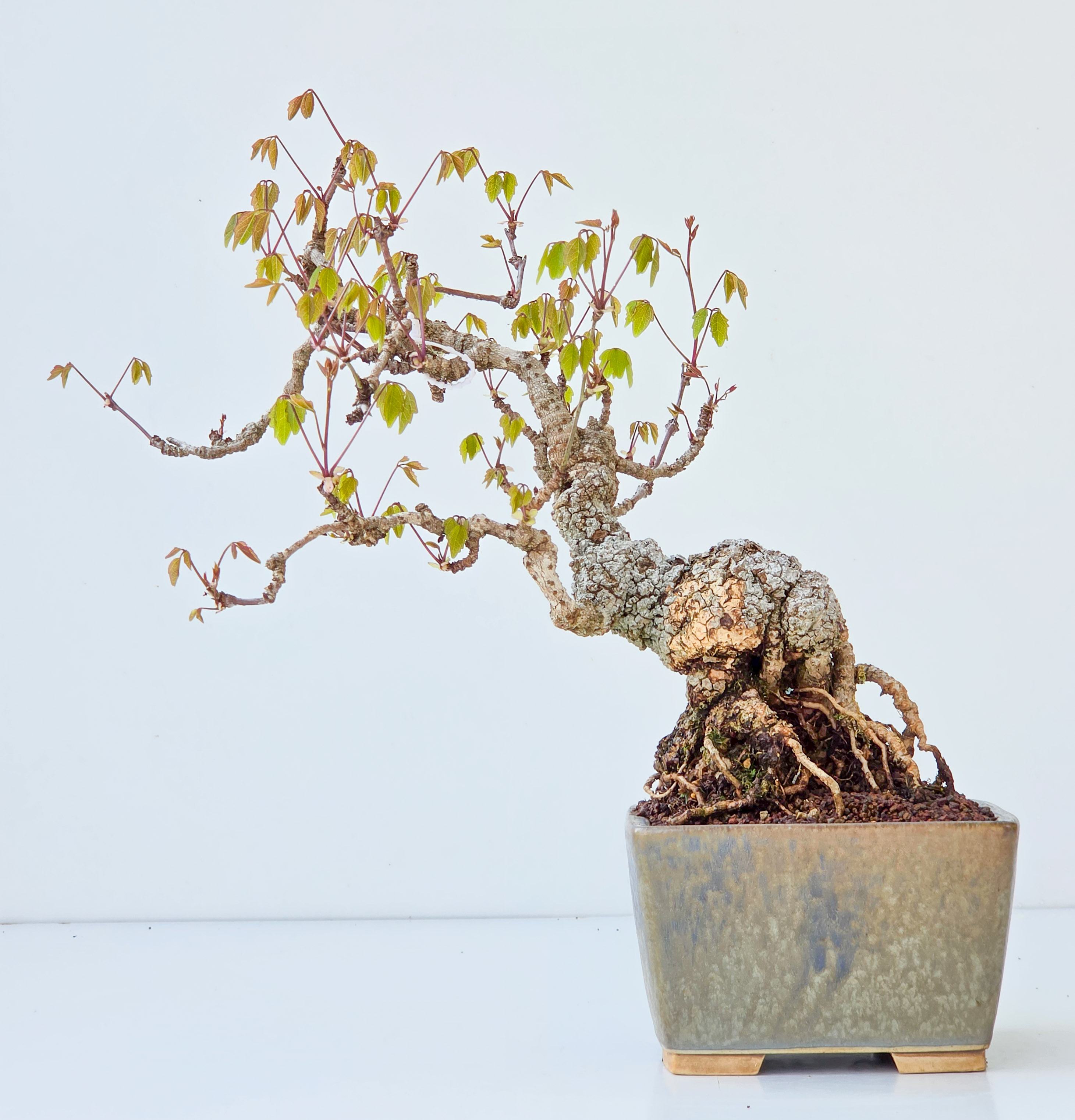 Bonsai Akebia quinata 24cm