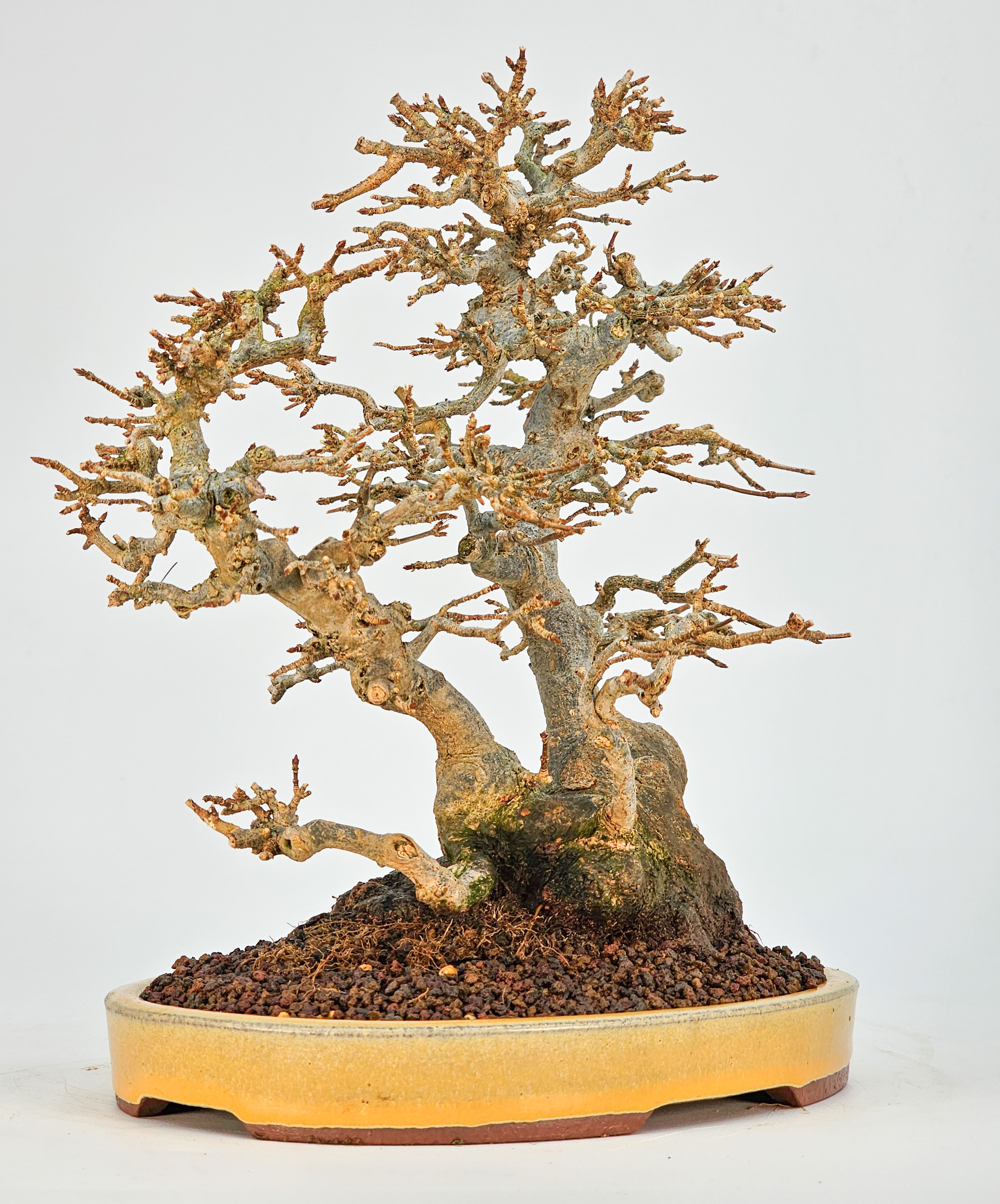 Bonsai Dreispitzahorn - Acer buergerianum 23cm Video!!