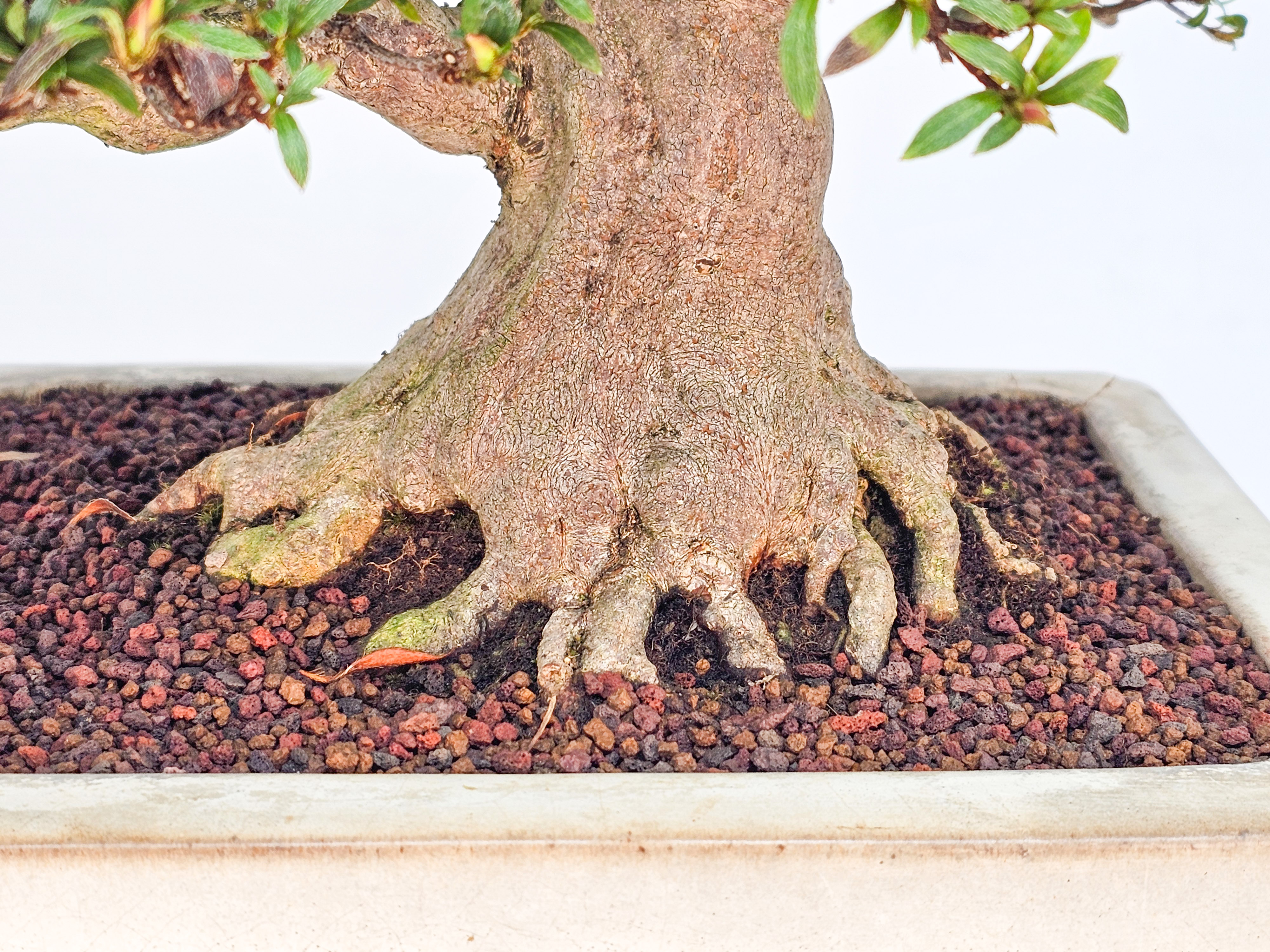 Bonsai Azalee - Rhododendron indicum - Hikorin 24cm