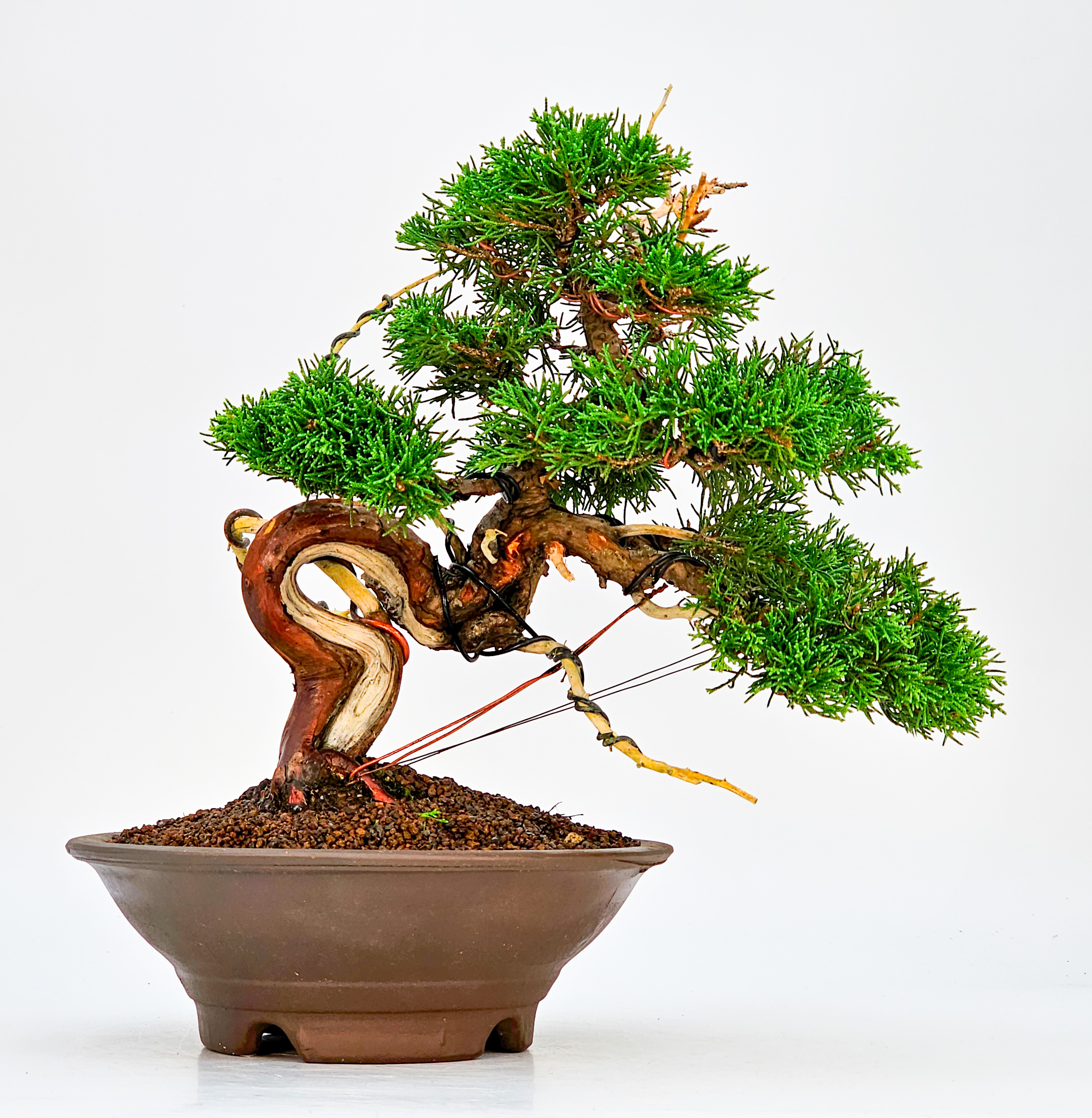 Bonsai Wacholder - Juniperus chinensis 25cm 