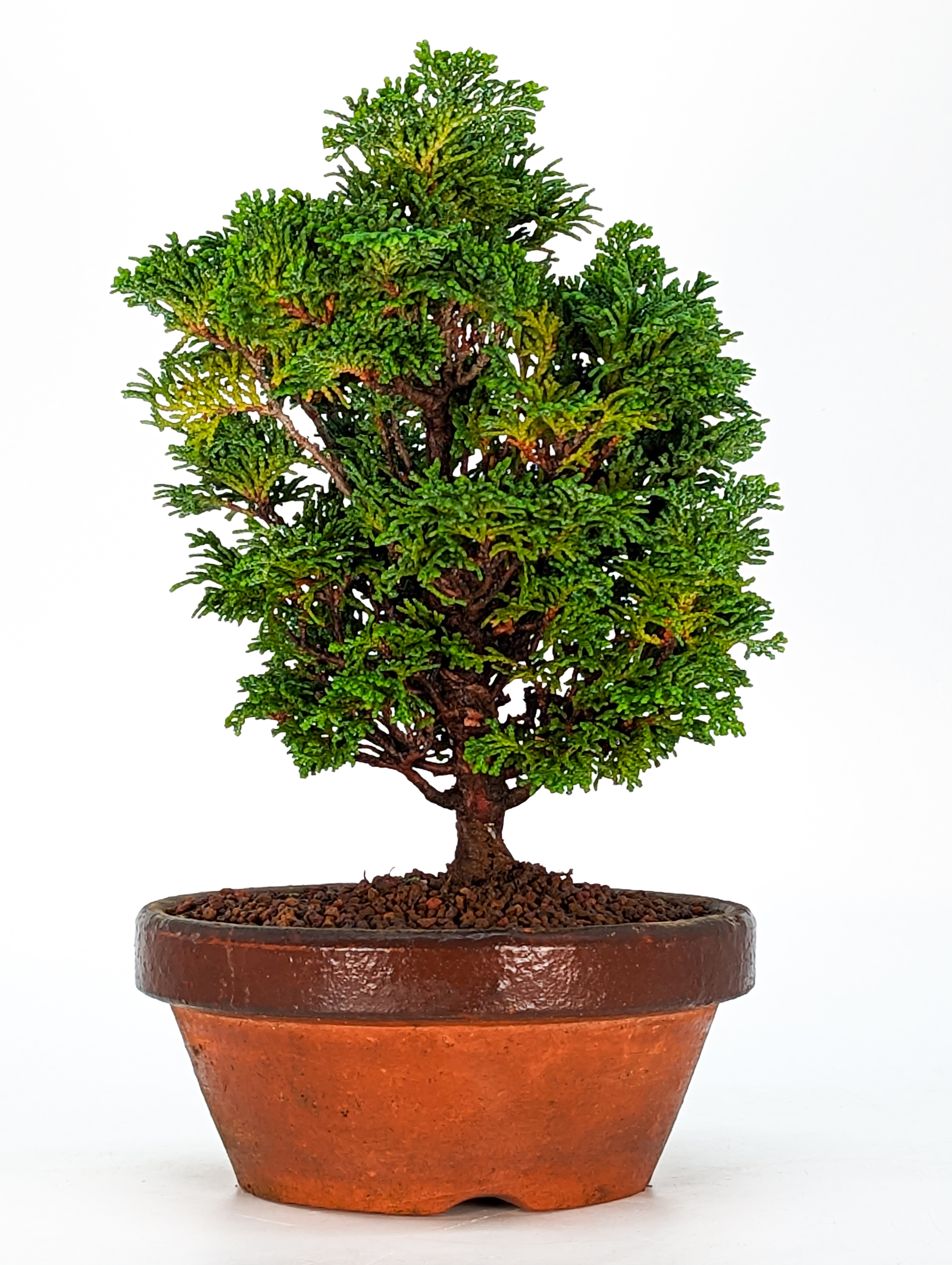 Bonsai Hinoki Scheinzypresse - chamaecyparis obtusa 20cm