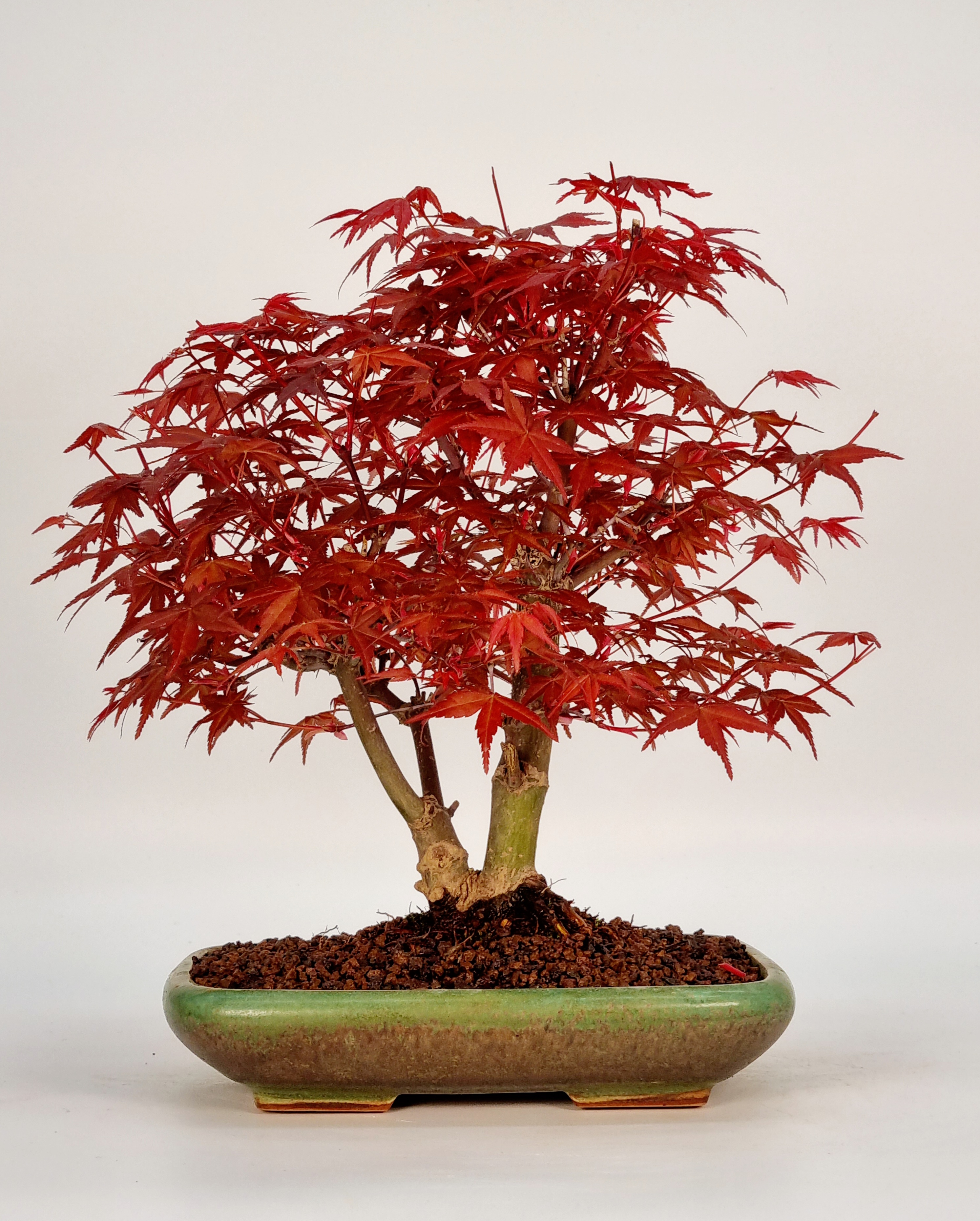 Bonsai Fächerahorn Acer palmatum Deshojo Shohin 20cm