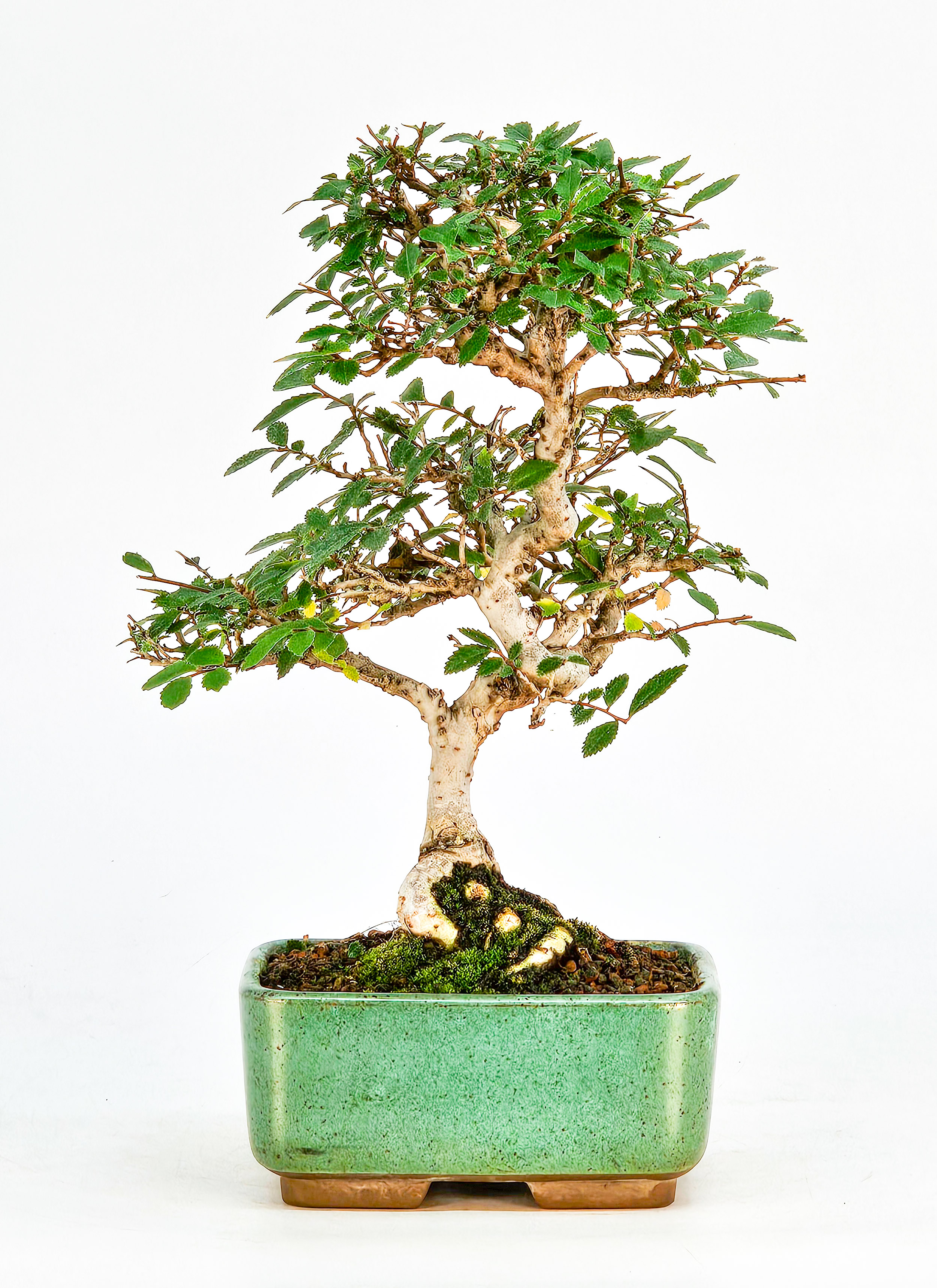 Bonsai Ulmus parvifolia 21cm  