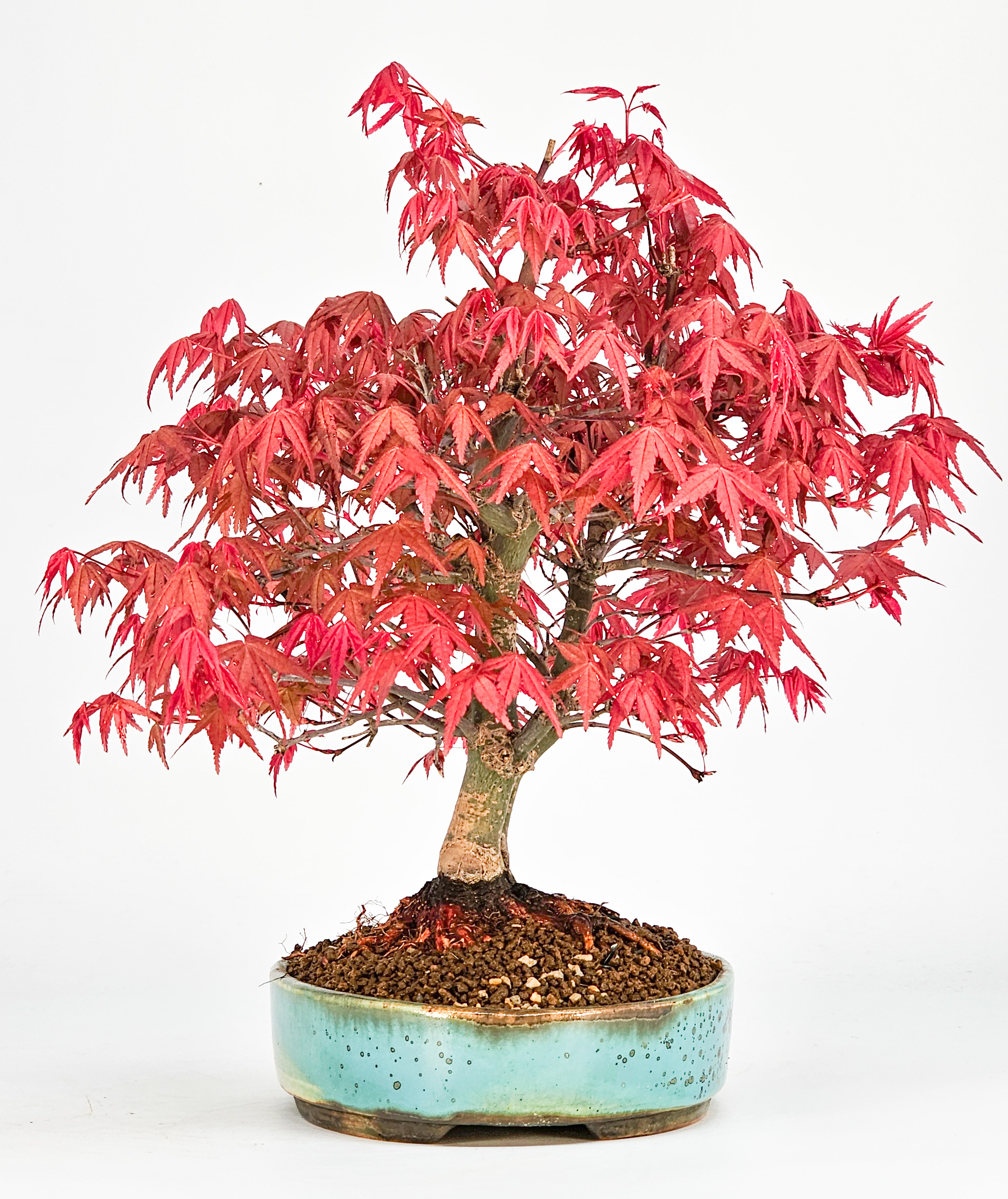 Bonsai Fächerahorn Acer palmatum Deshojo 23cm