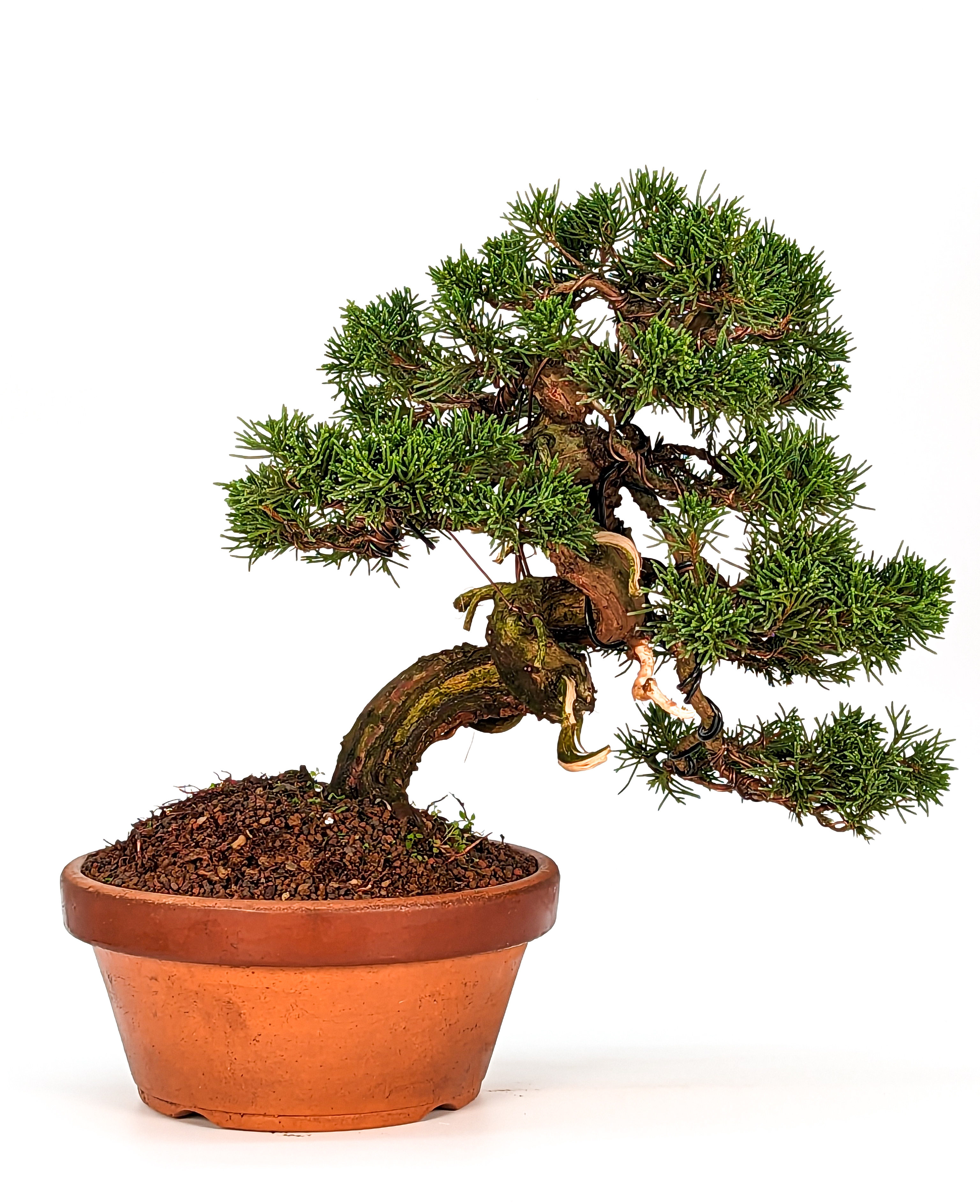 Bonsai Wacholder Juniperus Itoigawa 29cm 