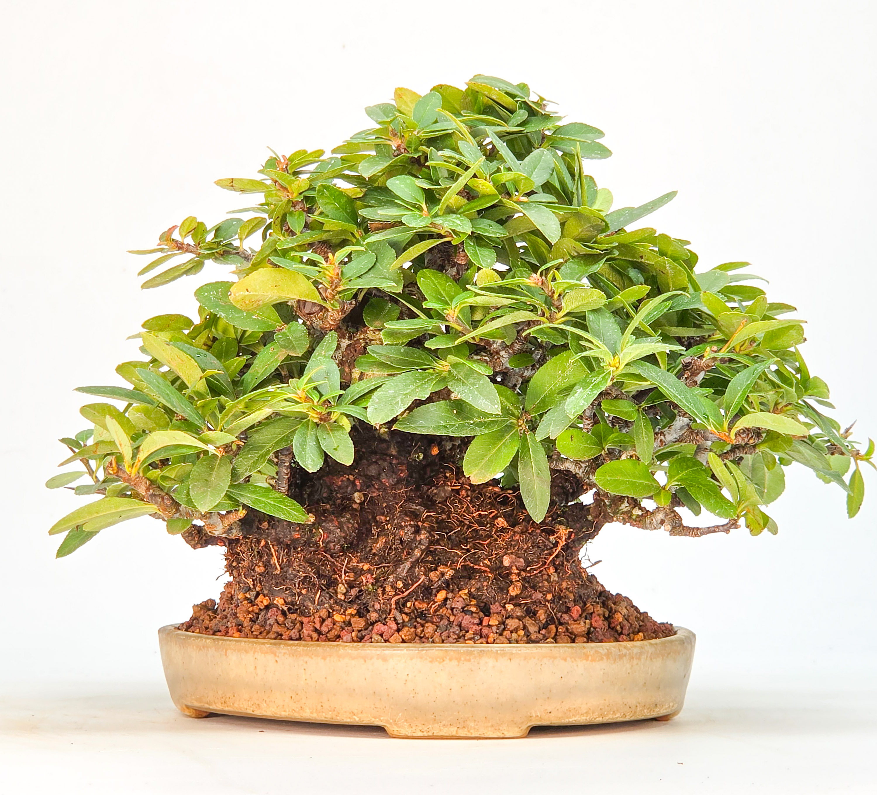 Bonsai Feuerdorn - Pyracantha Shohin 15cm Video!!