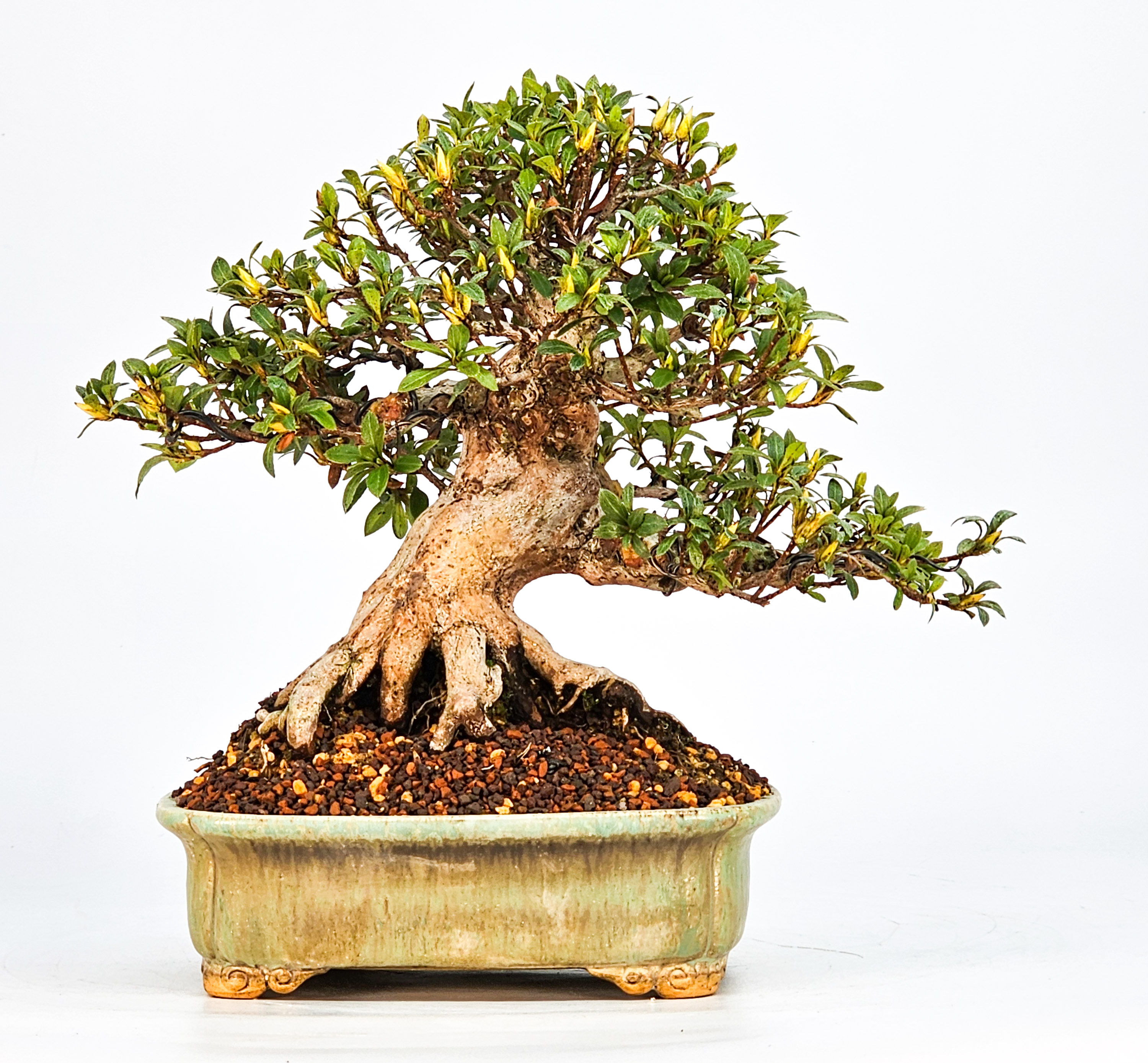 Bonsai Azalee Rhododendron indicum - Hi-no-maru - Shohin 19,5cm - Video!!